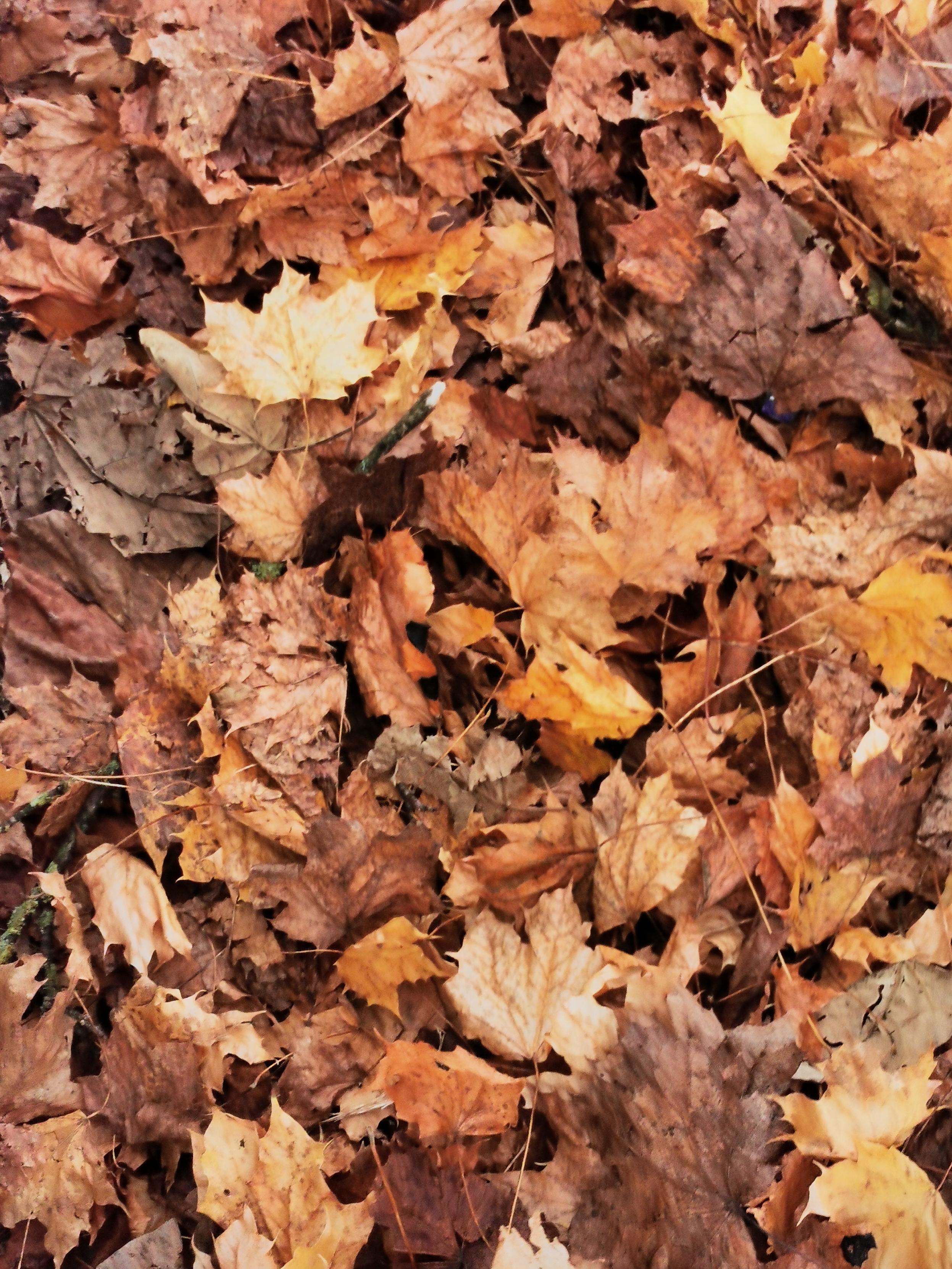Tapis de feuilles mortes en automne.