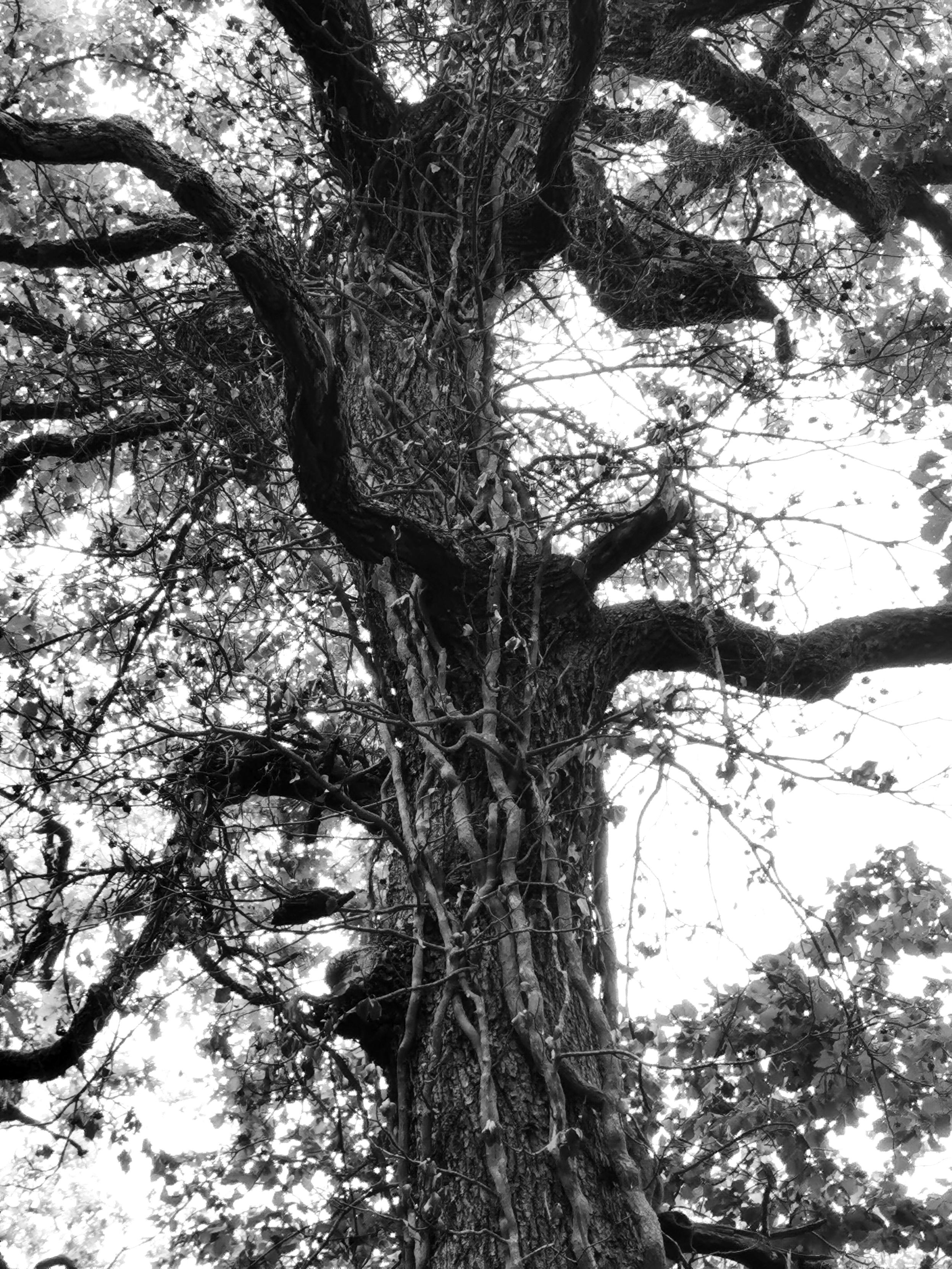 Arbre mort, silouhette noire.