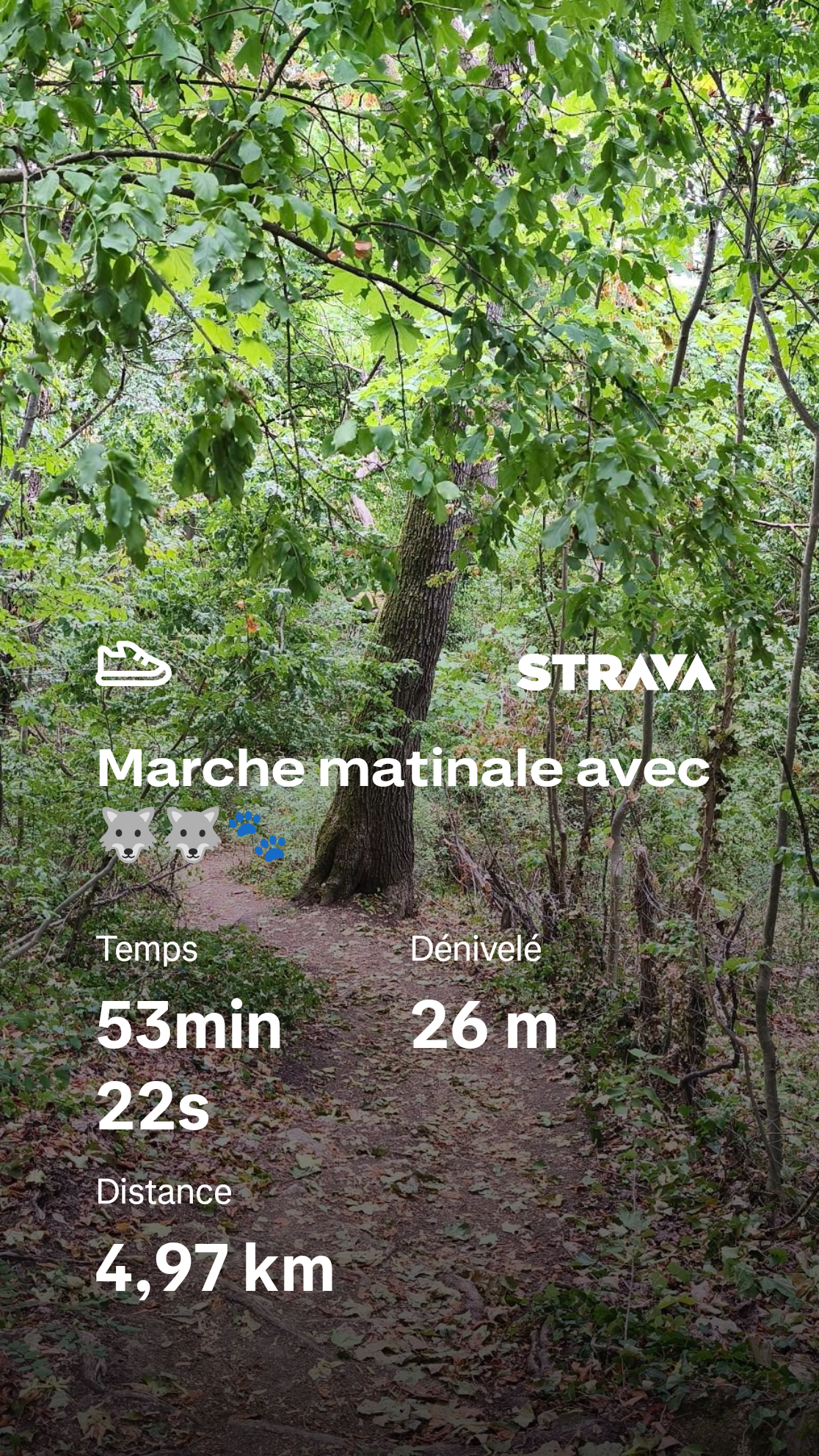 Capture Strava d’une marche matinale de 4,97 km en 53 min 22 s, avec 26 m de dénivelé. En arrière-plan, un petit sentier de terre couvert de feuilles serpente au cœur d’une forêt dense et verdoyante, passant derrière un grand arbre. Titre : « Marche matinale avec 🐺🐺🐾 ».