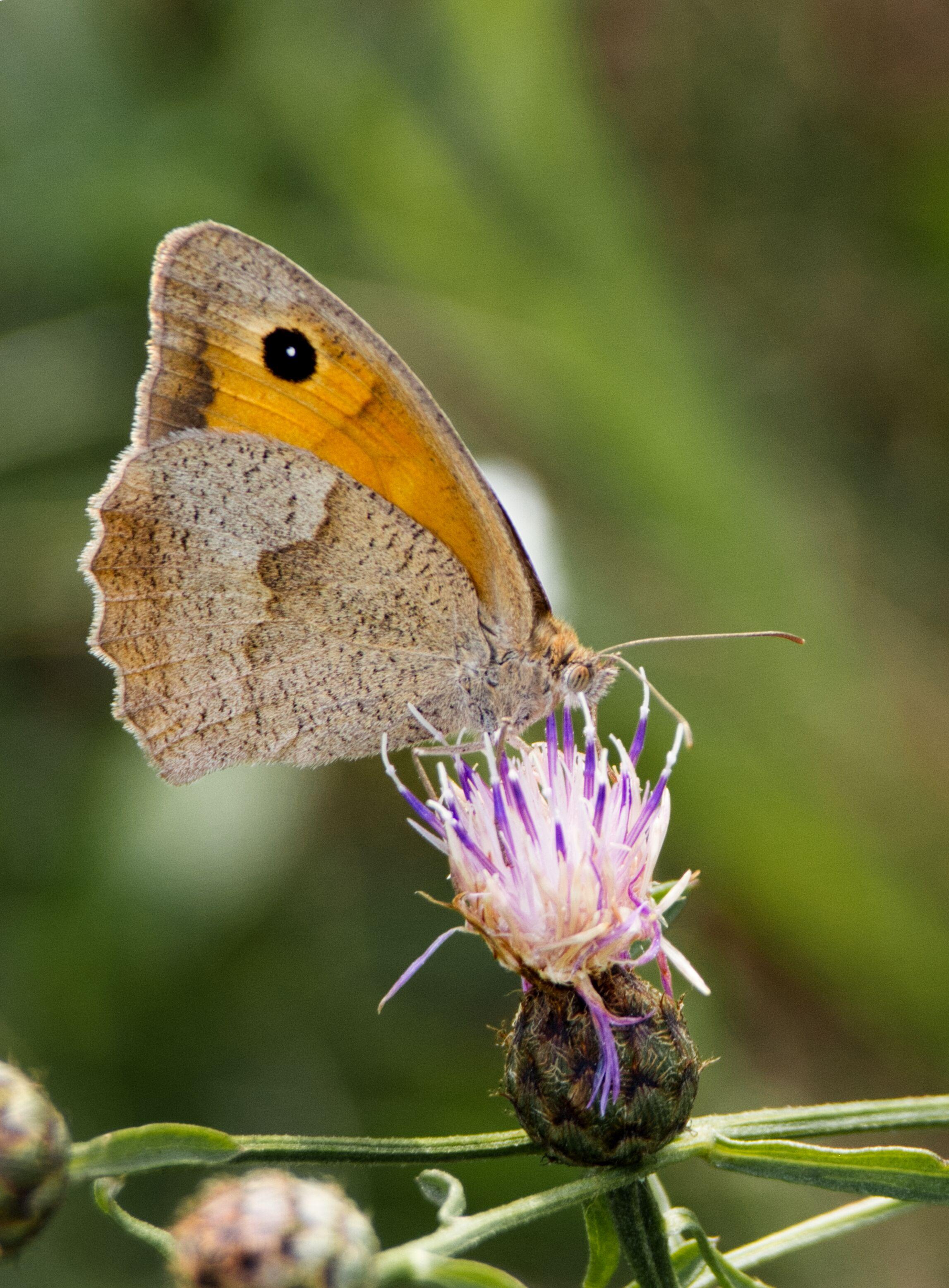 A meadow brown butterfly with folded wings, showing orange-brown patterning and a black eyespot, perched on a thistle-like purple flower.