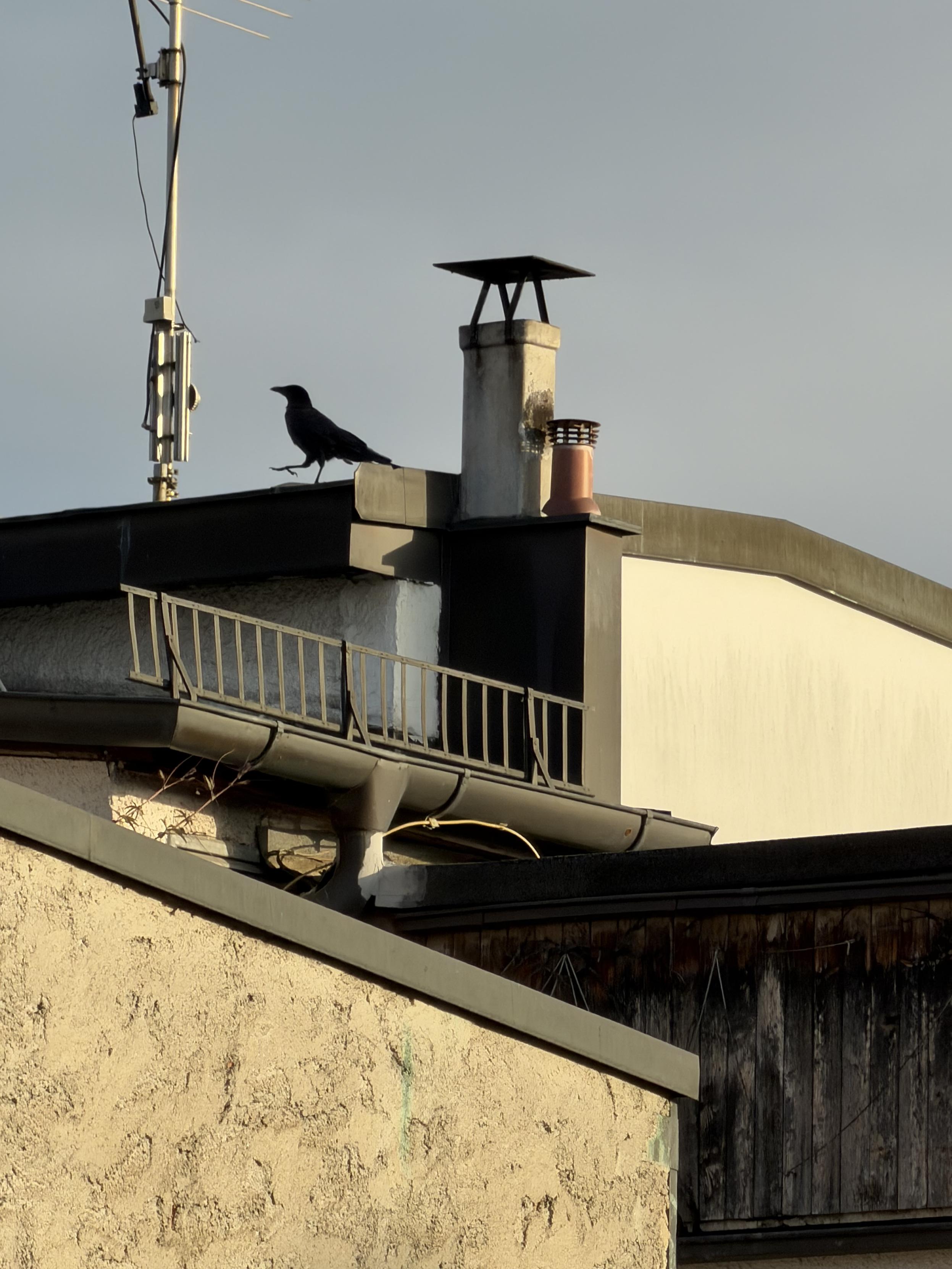 A crow stands on the edge of a rooftop with one foot raised, surrounded by chimneys, railings and an antenna. Warm sunlight touches the building below against a pale blue sky.