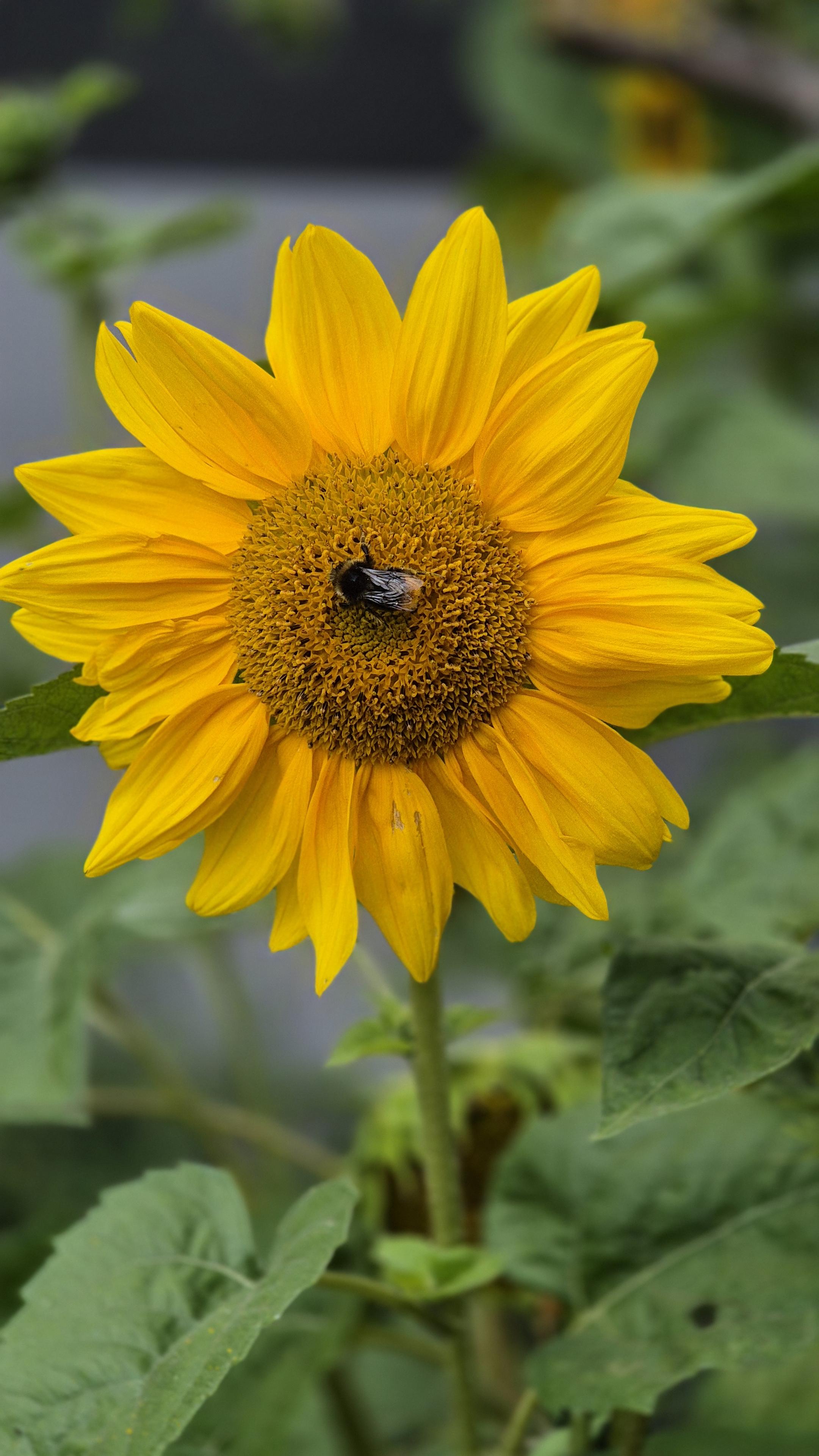 Nahaufnahme einer einzelnen Sonnenblume mit einer Biene im gelben Zentrum. /
A close-up of a single sunflower with a bee in it's yellow centre.