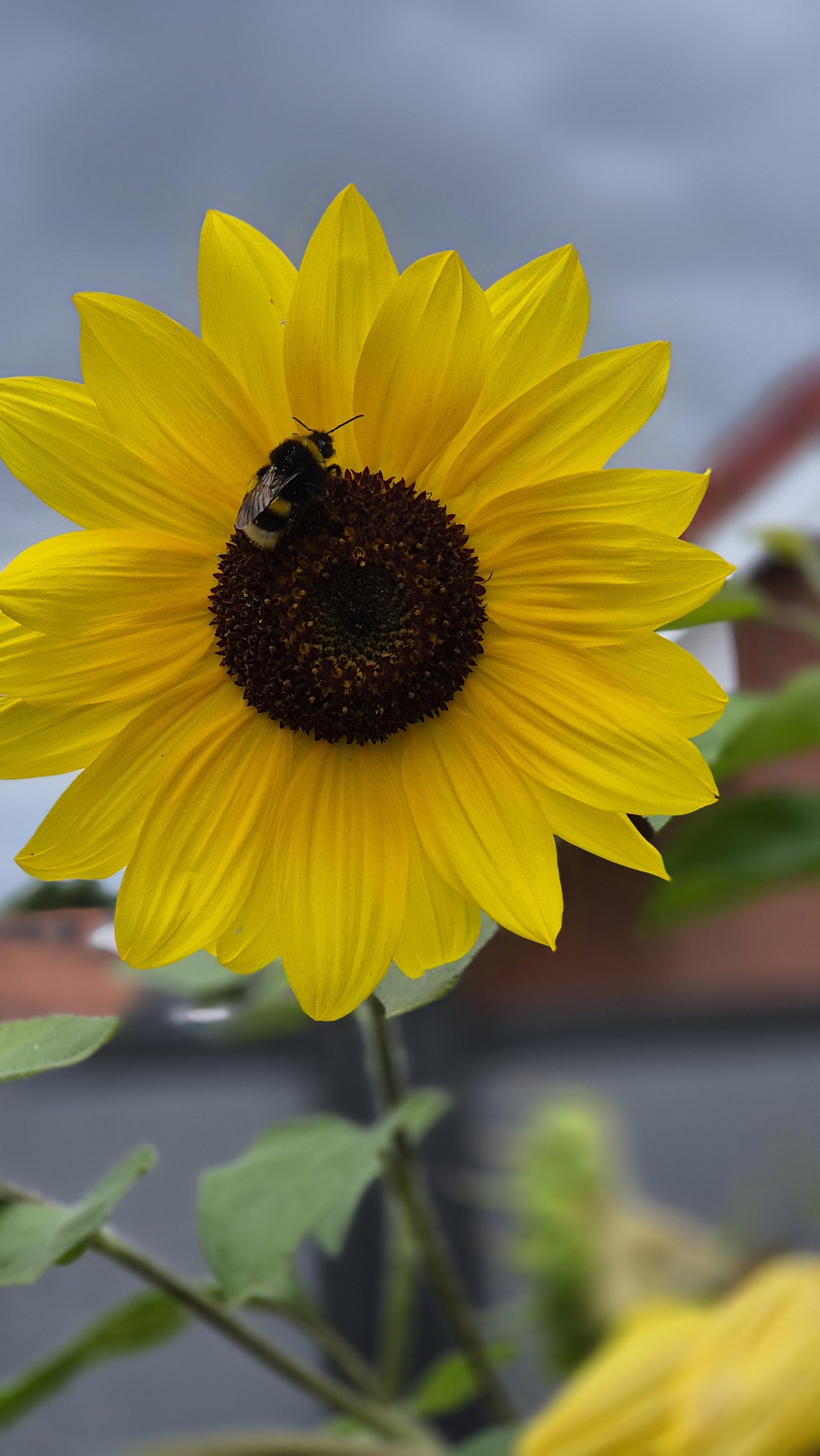 Nahaufnahme einer einzelnen Sonnenblume mit einer Biene im schwarzen Zentrum. /
A close-up of a single sunflower with a bee in its black centre.