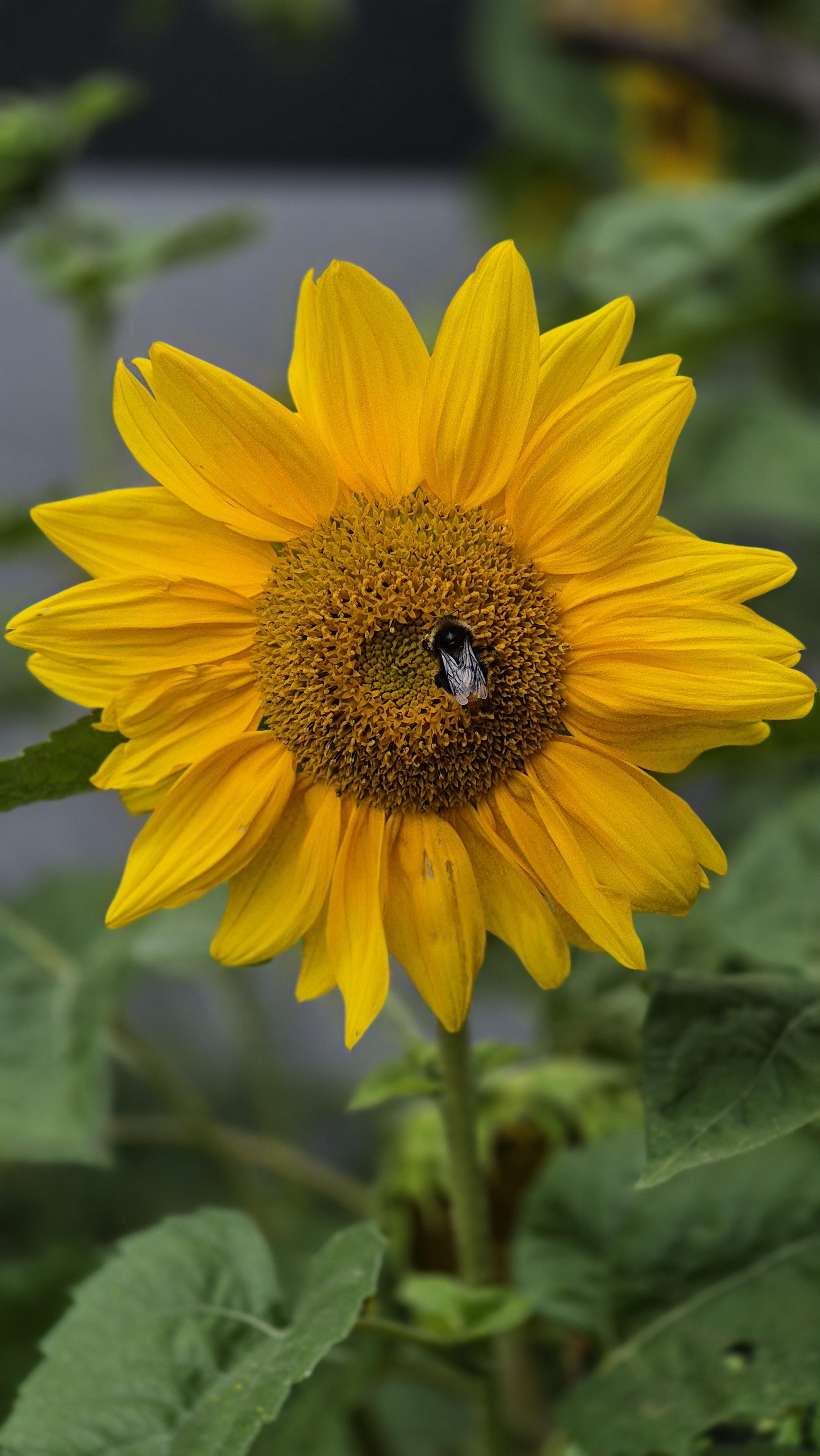 Nahaufnahme einer einzelnen Sonnenblume mit einer Biene im gelben Zentrum. /
A close-up of a single sunflower with a bee in its yellow centre.