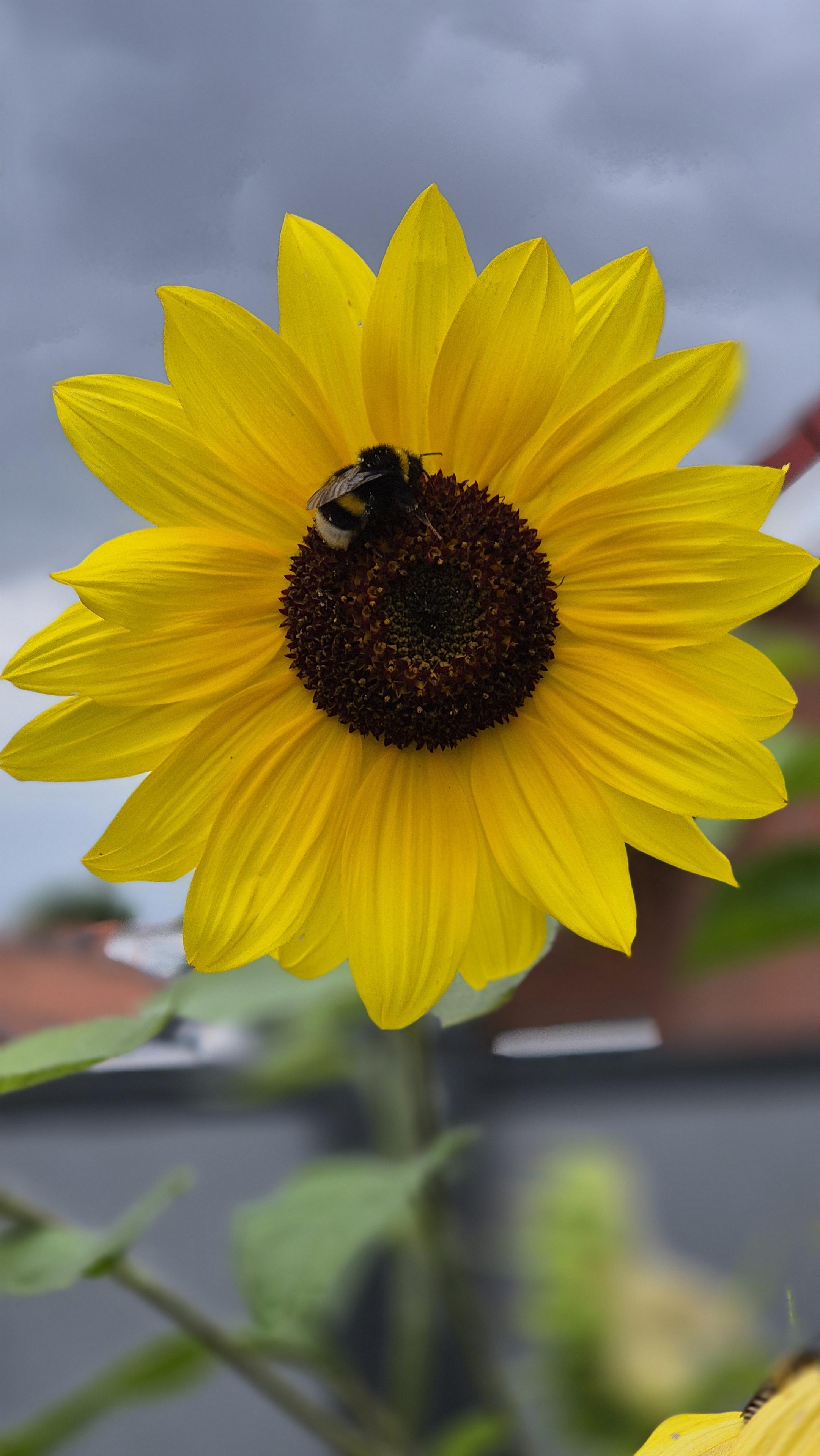 Nahaufnahme einer einzelnen Sonnenblume mit einer Biene im schwarzen Zentrum. /
A close-up of a single sunflower with a bee in its black centre.