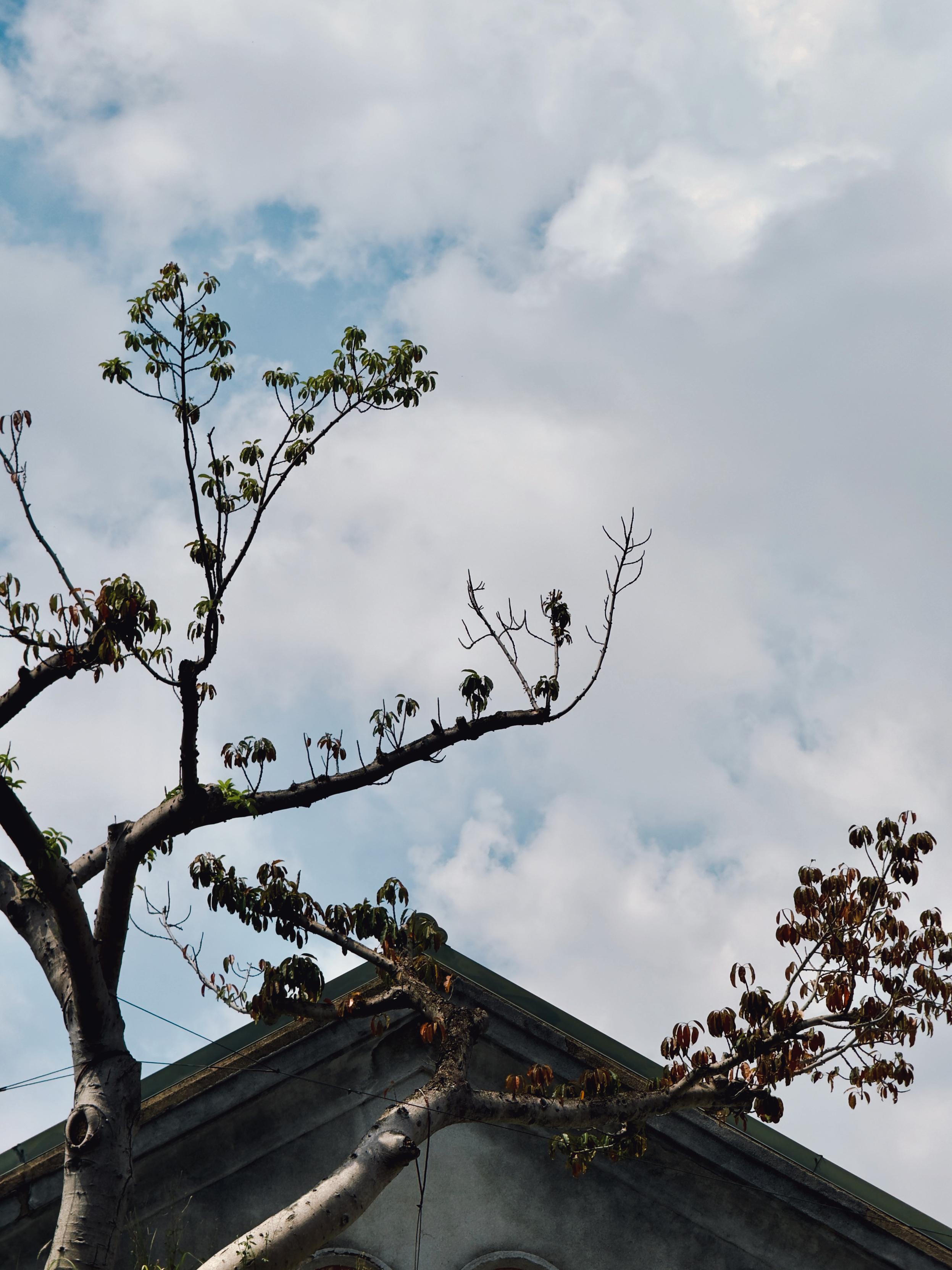 A tree with mostly bare branches and a few green leaves, set against a cloudy sky. The top of a building roof is visible at the bottom.