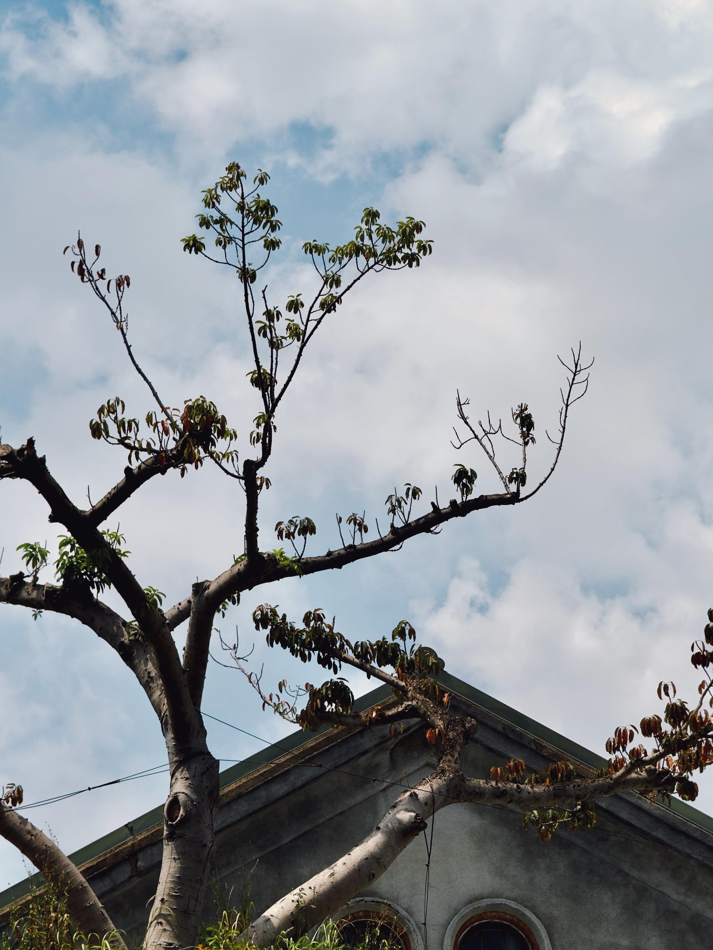 A tall tree with sparse green and brown leaves in front of a house with a sloped roof, under a partly cloudy sky.