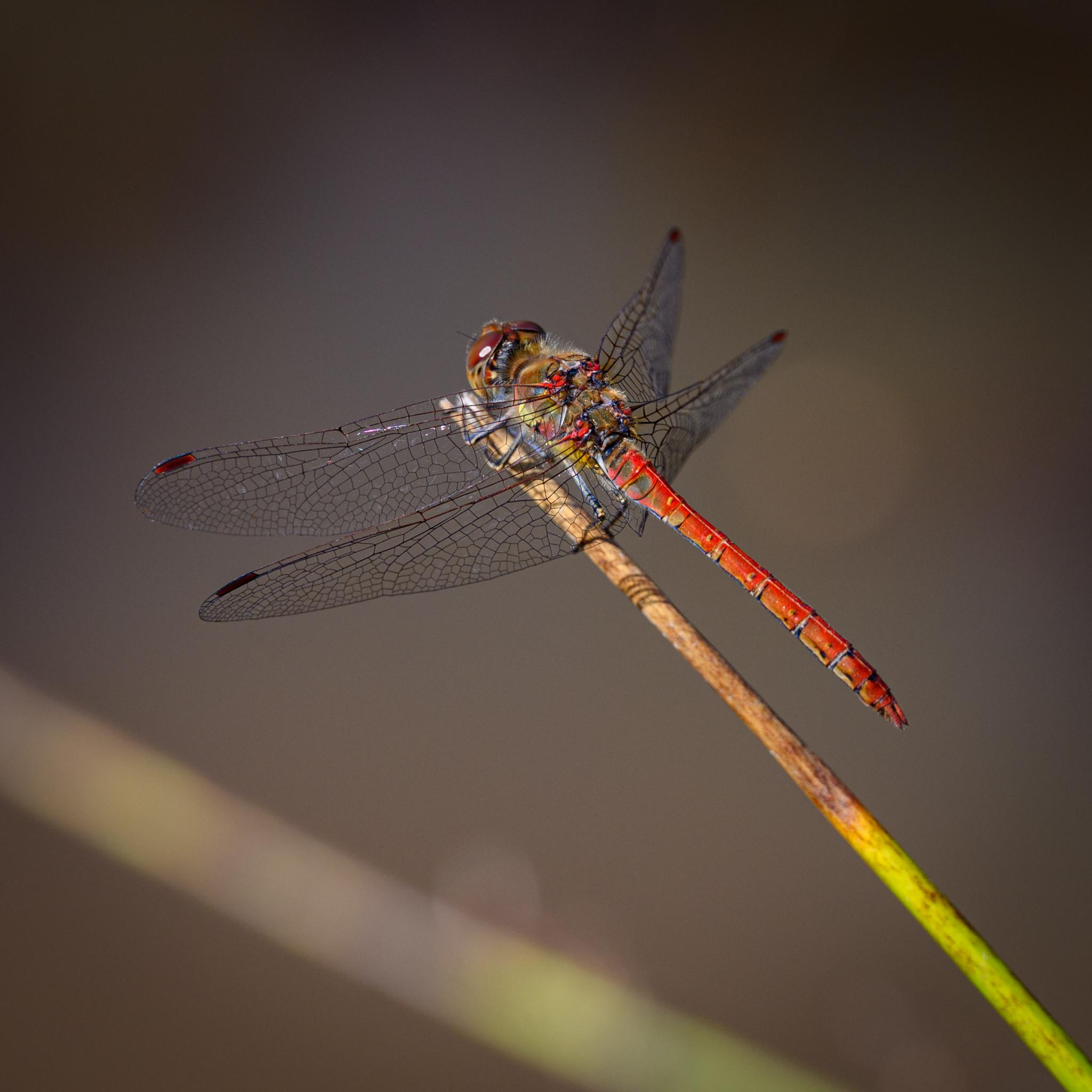 A dragonfly sitting on a brown and green reed next to a pond, seen from behind and from one side. The dragonfly has red compound eyes and a red and green hairy thorax. The abdomen is mostly red with some brown patches and black lines. The wings are clear with dark red-brown pterostigma.
