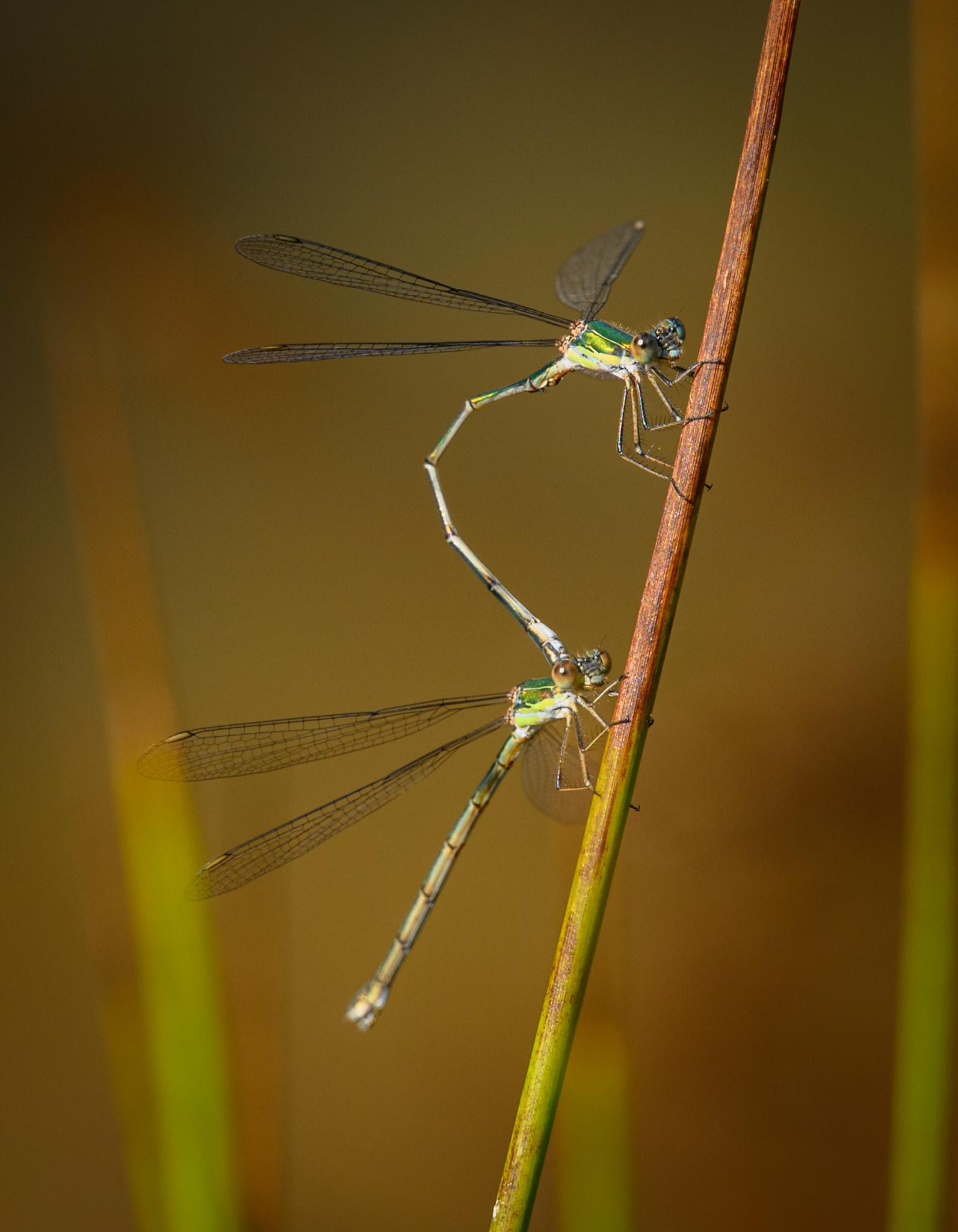 A pair of damselflies holding on to a brown and green reed. Both damselflies are mostly metallic green, with a characteristic pattern on the side of the thorax. They have clear wings held out sideways, with light brown pterostigma. The top damselfly is a male and is using the end of his curled abdomen to hold the back of the female's head. Her abdomen is currently held vertically down.
