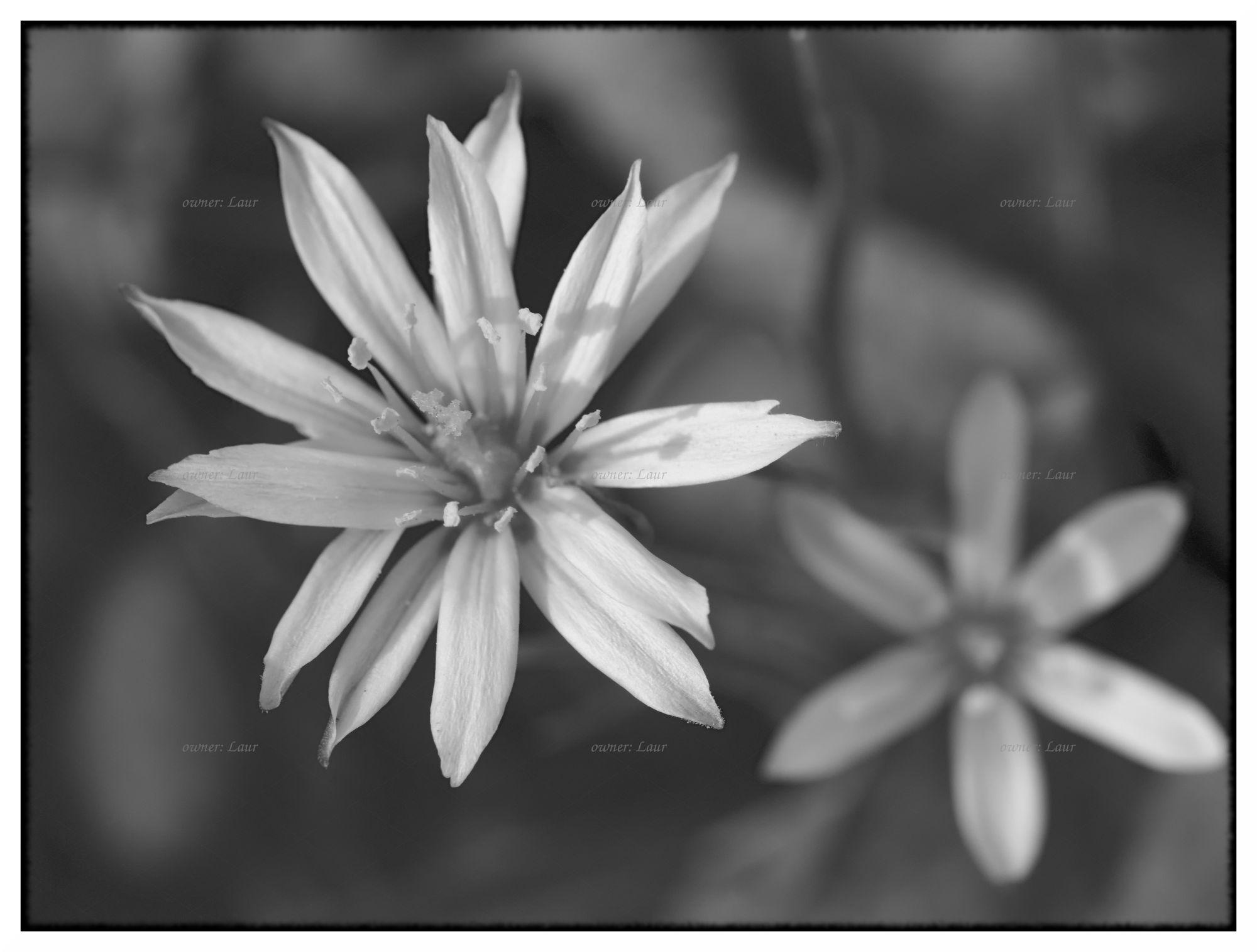 Flower, monochrome, photo