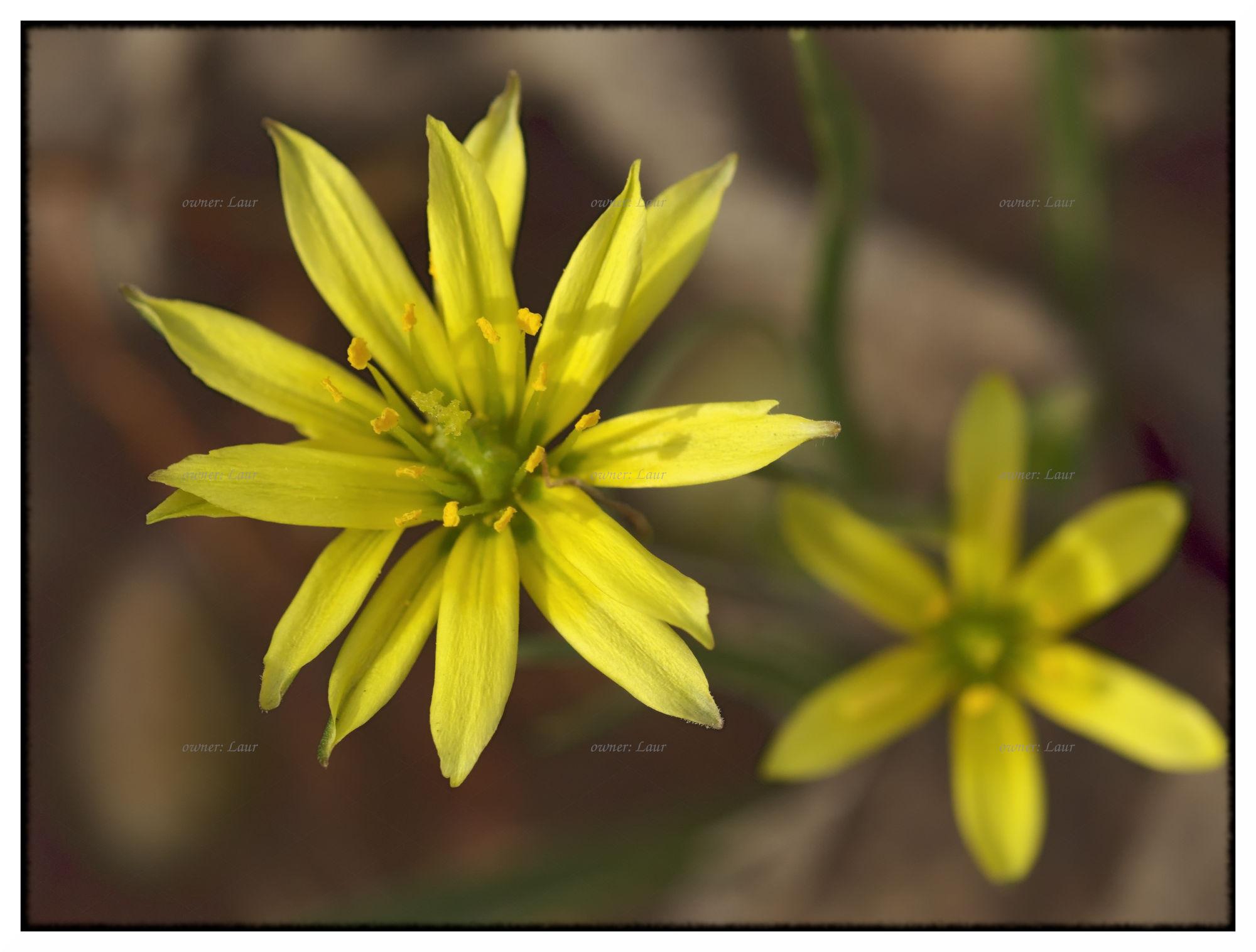Flower, color, photo