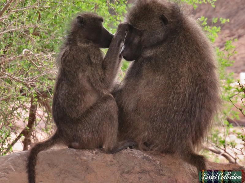 Baboon youngster grooming his mom.