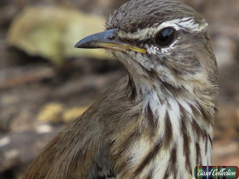 Bearded Scrub Robin