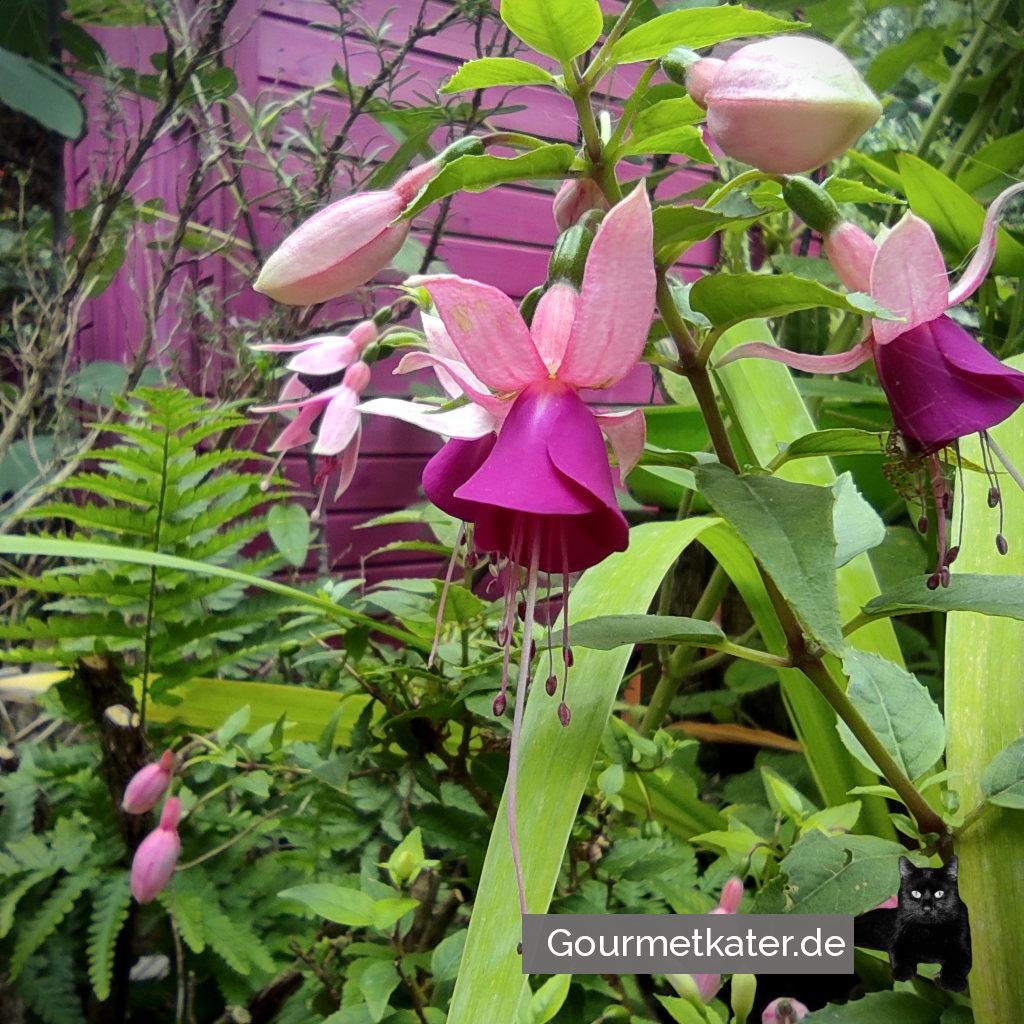 Fuchsie