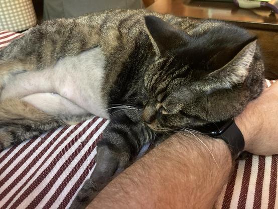 A sleepy cat.