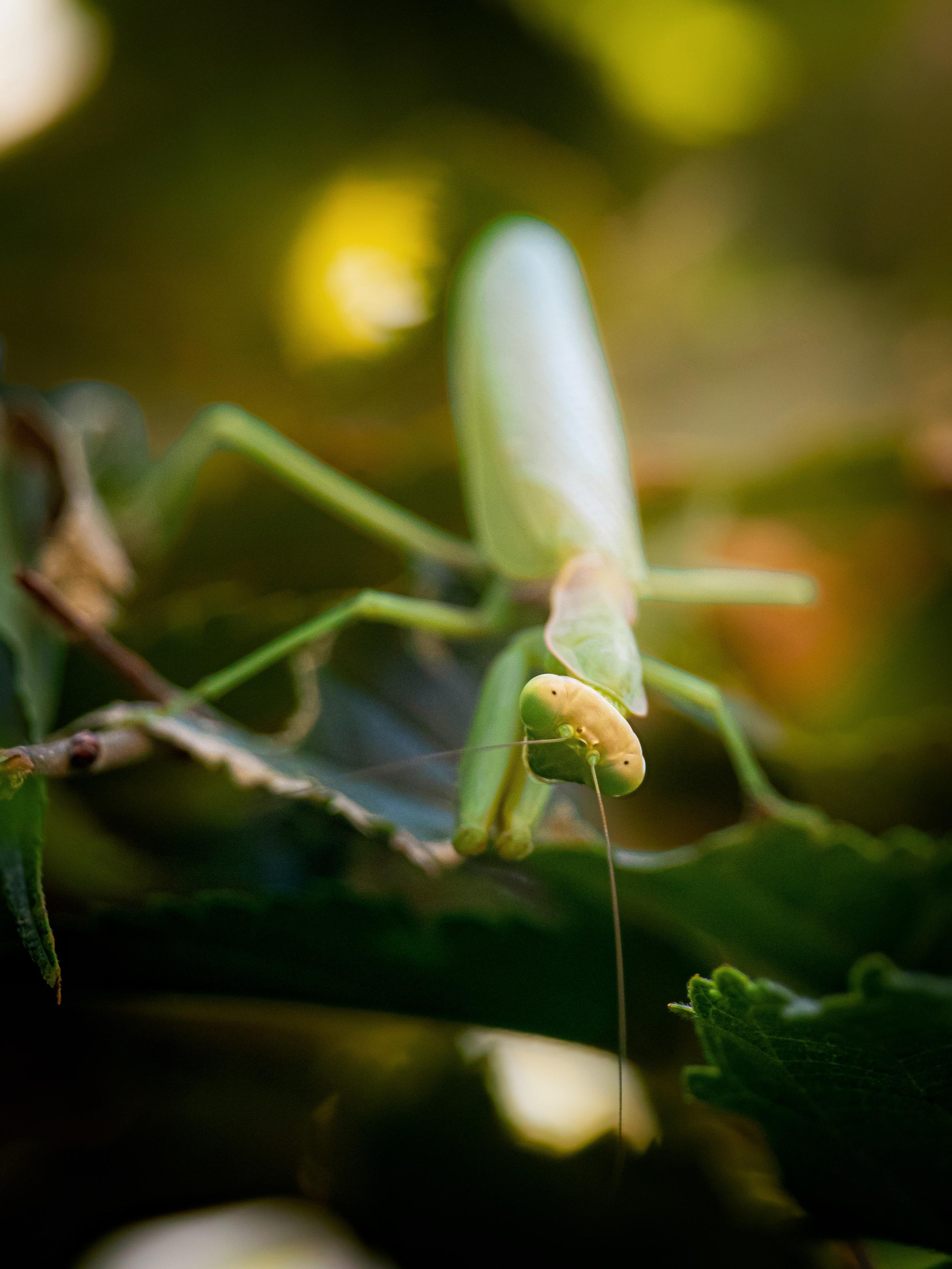 This is a  green praying mantis hanging on to sone foliage. They are looking directly down toward the camera. They have slender legs and long antennae which stand out against the blurred background of leaves and warm sunlight.
