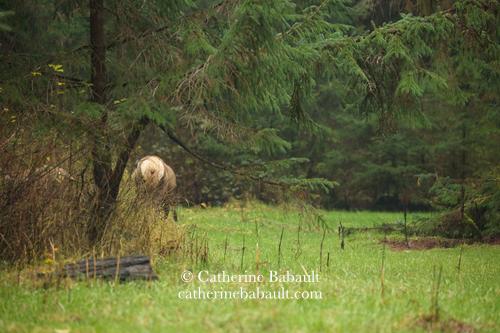 A lush patch of green grass surrounded by fir trees in a forest. Everything looks green and beautiful. Somewhere behind a bush the white rear end of an elk sticks out in that idyllic landscape. The elk is grazing and the only clearly visible part is its derriere.