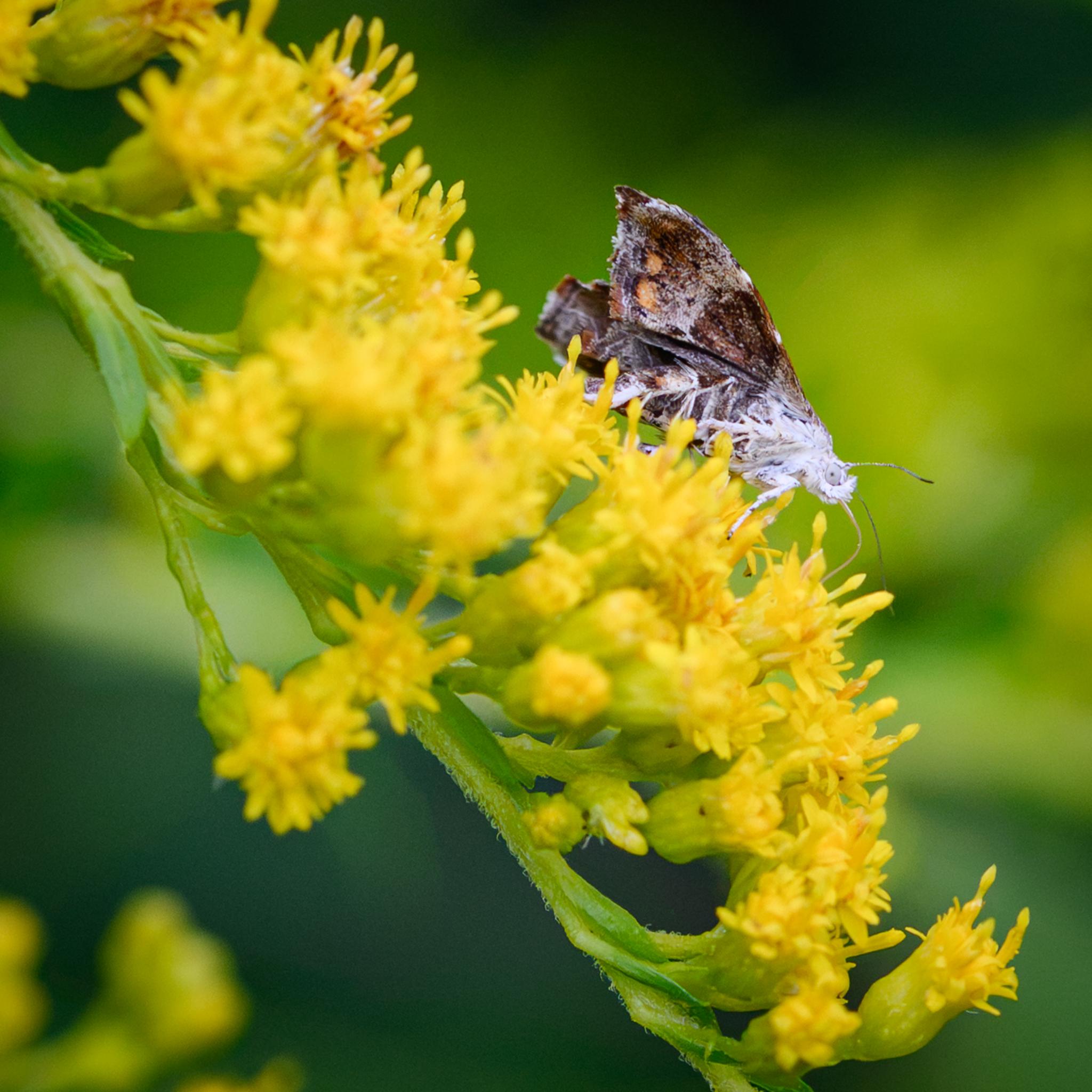 A small moth seen side on feeding on some yellow flowers. The moth has a white head and thorax, with white forelegs. The eyes are grey with a black dot in the centre. The wings are seen from the underside, showing browns and whites, with two light brown spots near the rear edge. The wing tips are folded down partly.