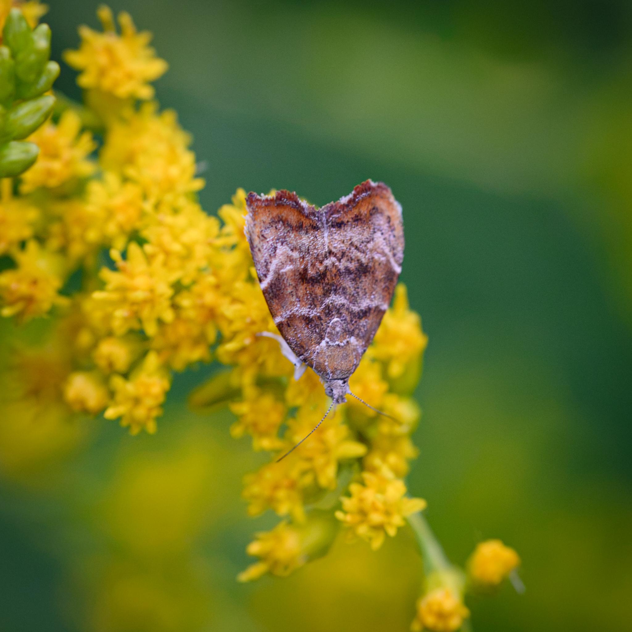 The same moth seen from above, looking down at its wings. These have a base colour of reddish-brown, with darker brown flecks and several crooked white transverse stripes. There is a larger dusting of white towards the rear, after which the wings are more red.