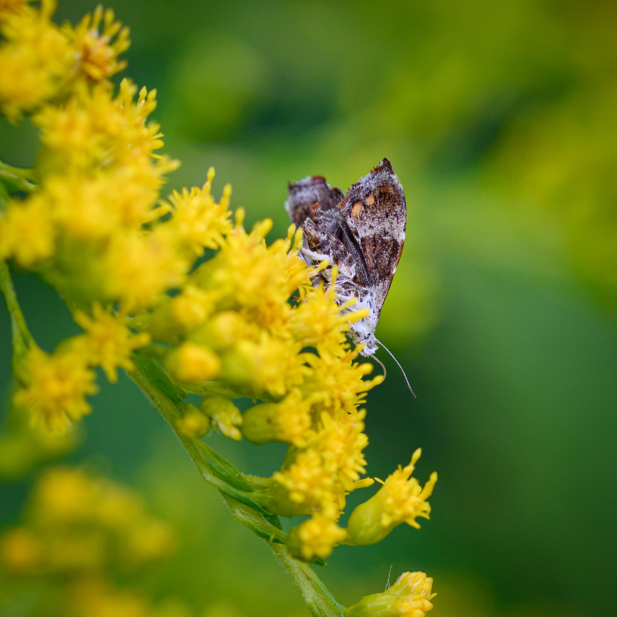 Another view of the moth from the side and underside.