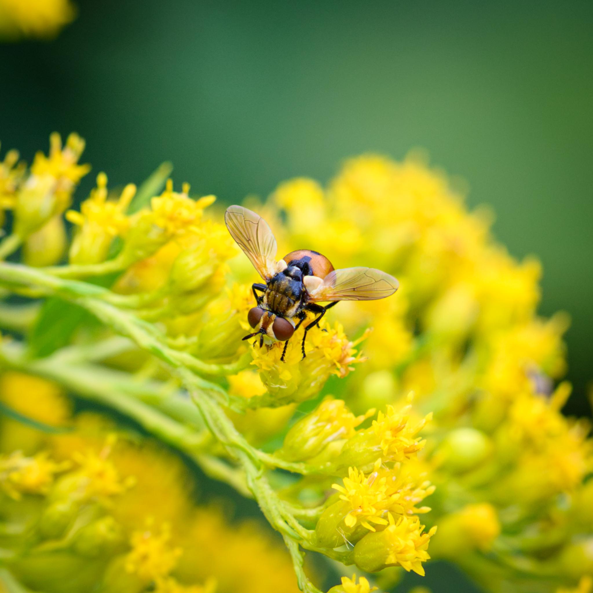 The different fly of the same species seen from in front, likely a male. The red compound eyes are separated by cream patches and a red-brown central band. In this case, the thorax is seen to have a number of golden patches separated by thin black stripes, and there is a lighter stripe running down the scutellum.