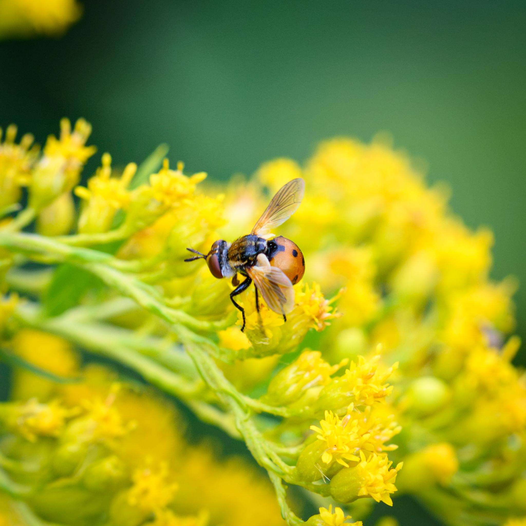 The same male fly seen side on.