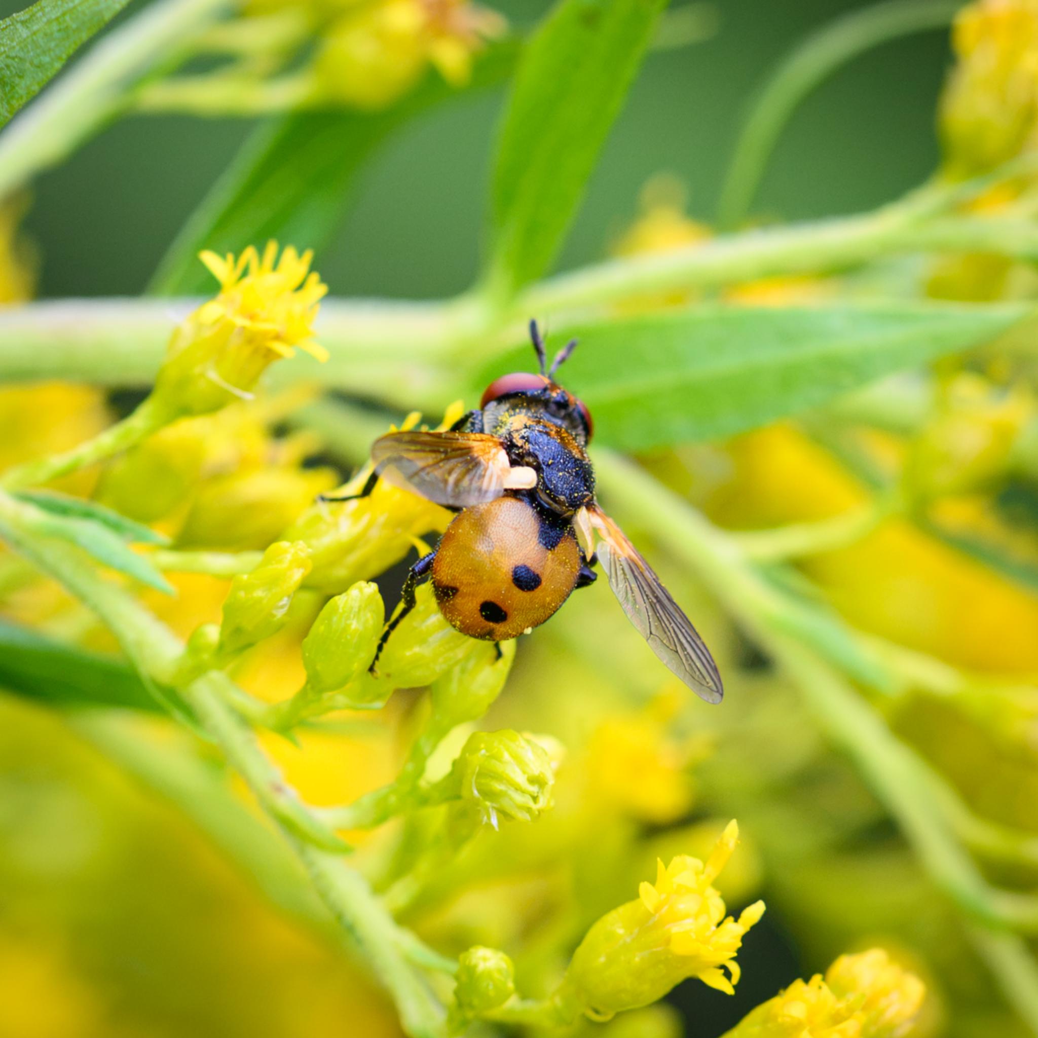 A small fly seen from behind on some yellow flowers. The fly has red compound eyes and black antennae, followed by a mostly black thorax and scutellum, covered in yellow and orange pollen. The black thorax marks this as a female. The abdomen is quite globular and orange with fine hairs. There are two black spots down the centreline, plus a black patch at the top of the abdomen. There are black side patches near the end of the abdomen too. The legs are black, and the wings are slightly opaque grey turning orange at the case. It has large pale yellow halteres under the wing roots.