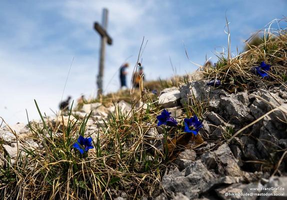 This image captures a close-up of a rugged, rocky terrain dotted with vibrant blue gentian flowers in sharp focus. The flowers, with their deep blue petals, stand out vividly against the dry, golden grass and gray rocks, creating a striking contrast. The foreground is dominated by these natural elements, drawing attention to the intricate details of the flowers and the texture of the rocks.

In the blurred background, a wooden cross is perched on a hilltop, serving as a focal point. A few peopl…