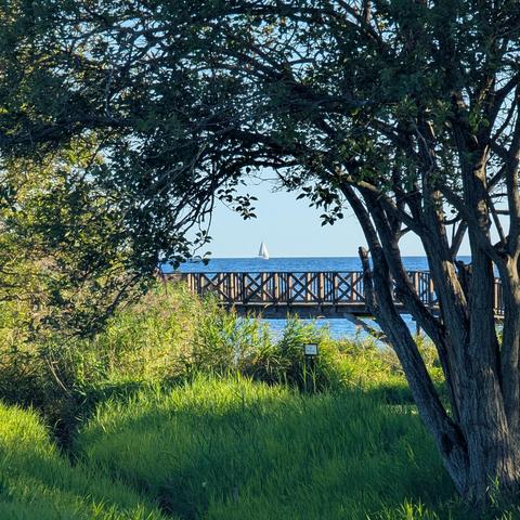 A sailboat at sea can be seen between an arch of trees, over a small wooden bridge.
