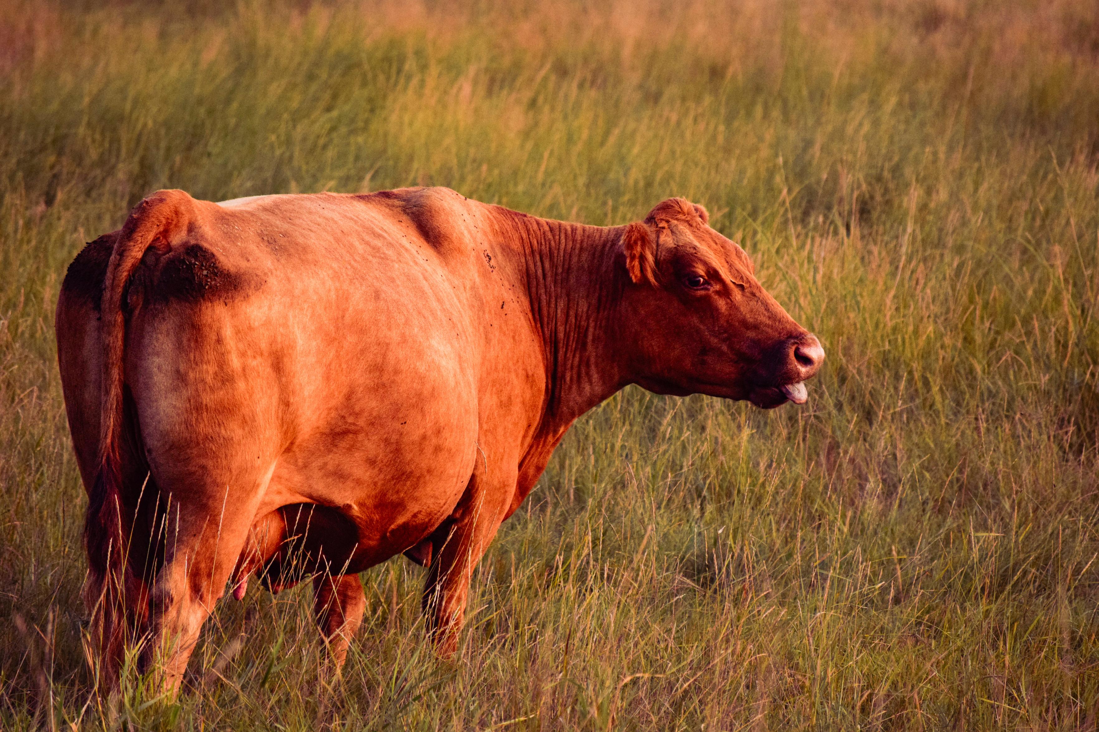 A reddish-brown cow stands in tall, golden grass, looking back over its shoulder with it's tongue out in a warm, serene rural pasture at sunset.