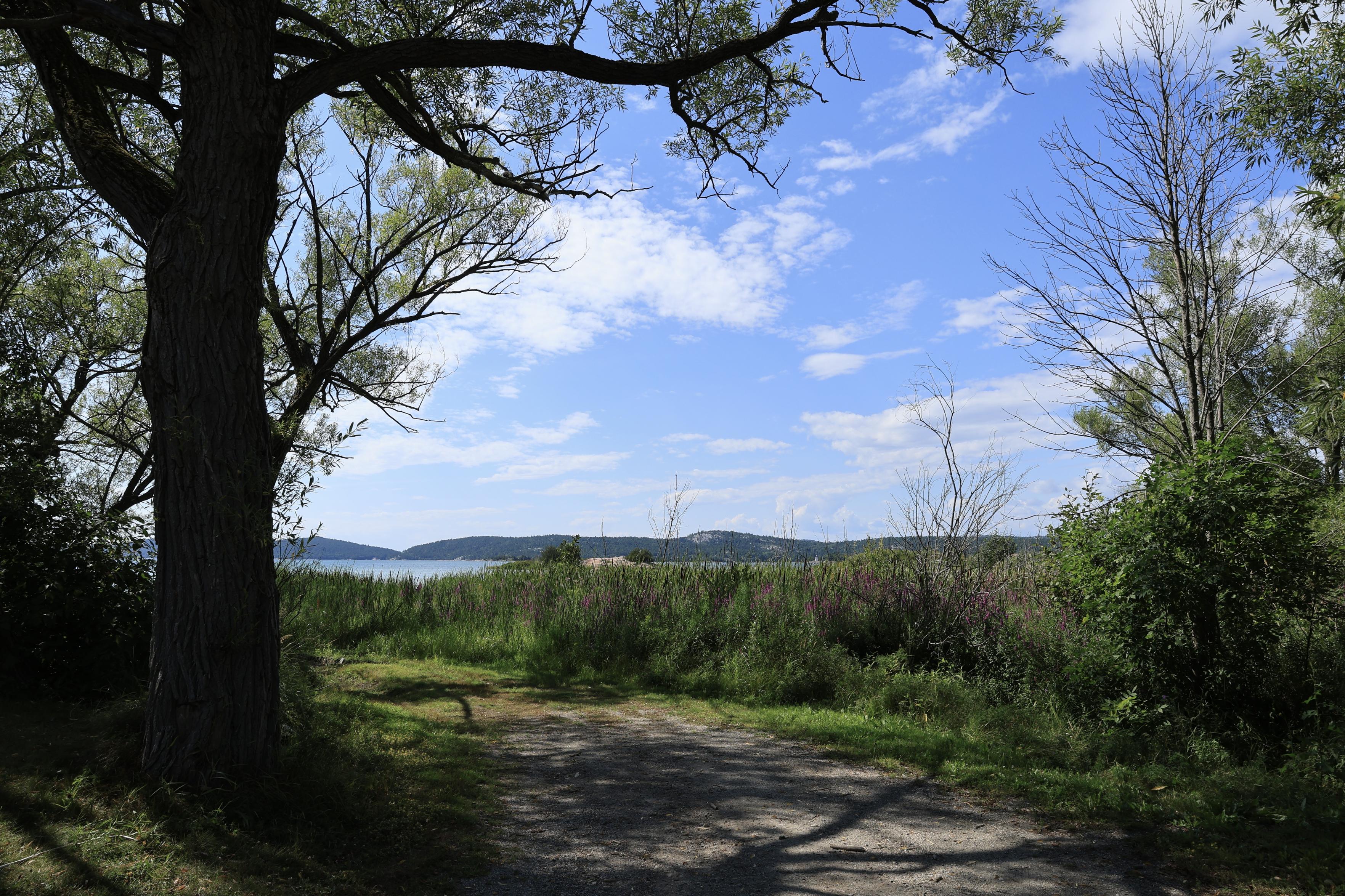 This is a landscape photo taken in the summer looking out over a body of water with lower level mountains in the distance. Trees in the foreground serve to frame out the scene with shadows being cast on the ground. The sky above is a subtle blue with white clouds in view.  Shades of green from the vegetation near the shoreline can be seen just below the horizon line. Only a glimpse of the lake is in view.