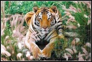 A tiger laying in some pink flowered grass