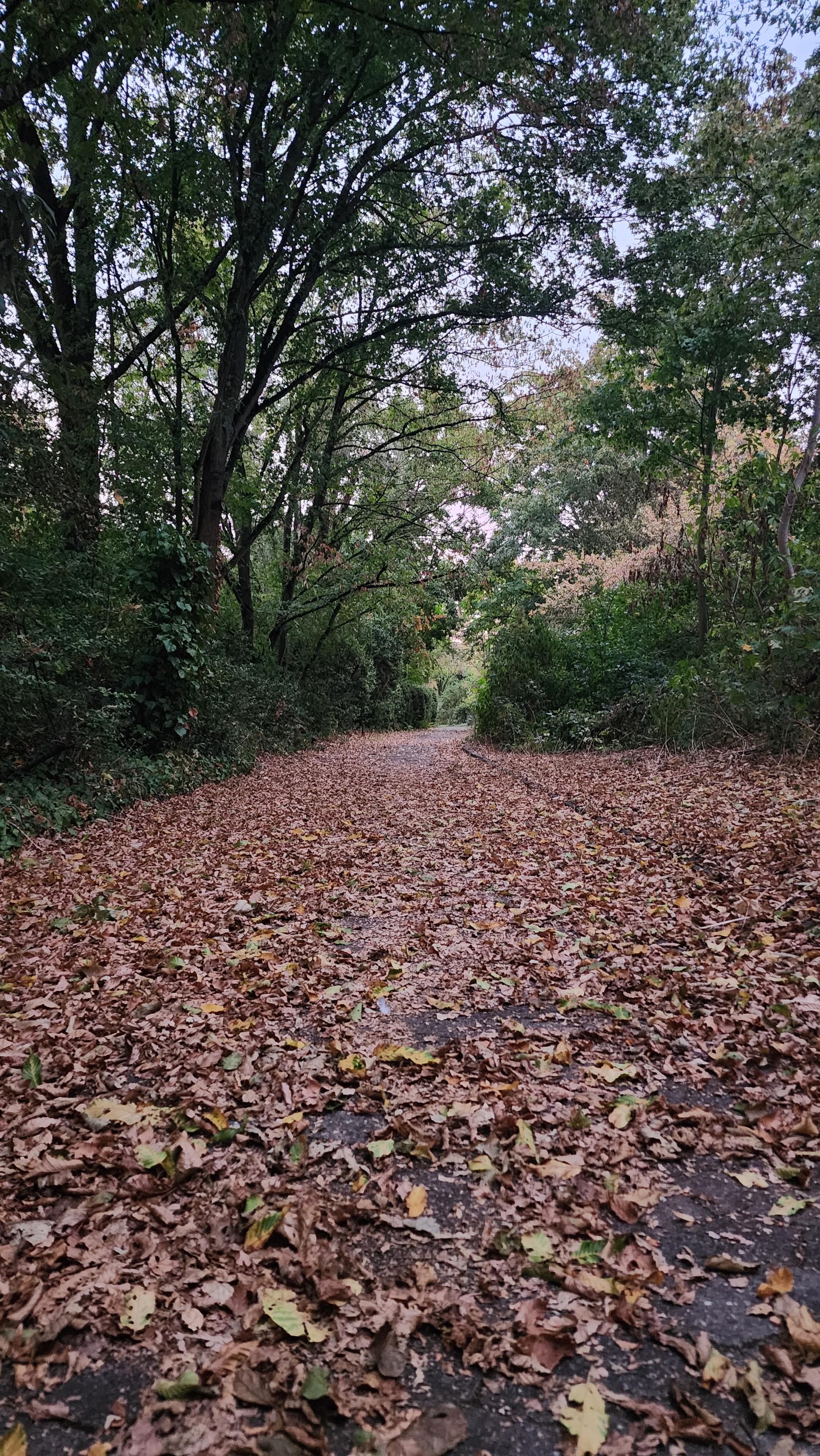 A path covered in brown leaves, but still framed by green appearing trees amd bushes.
