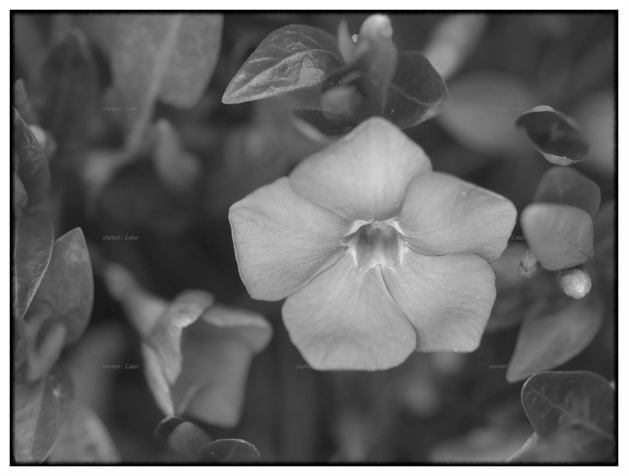 Flower, monochrome, photo