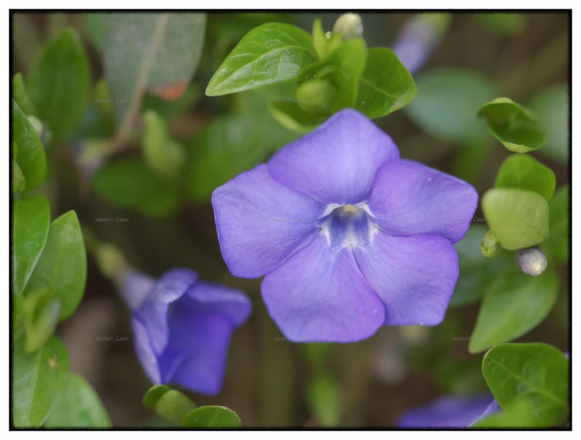 Flower, color, photo