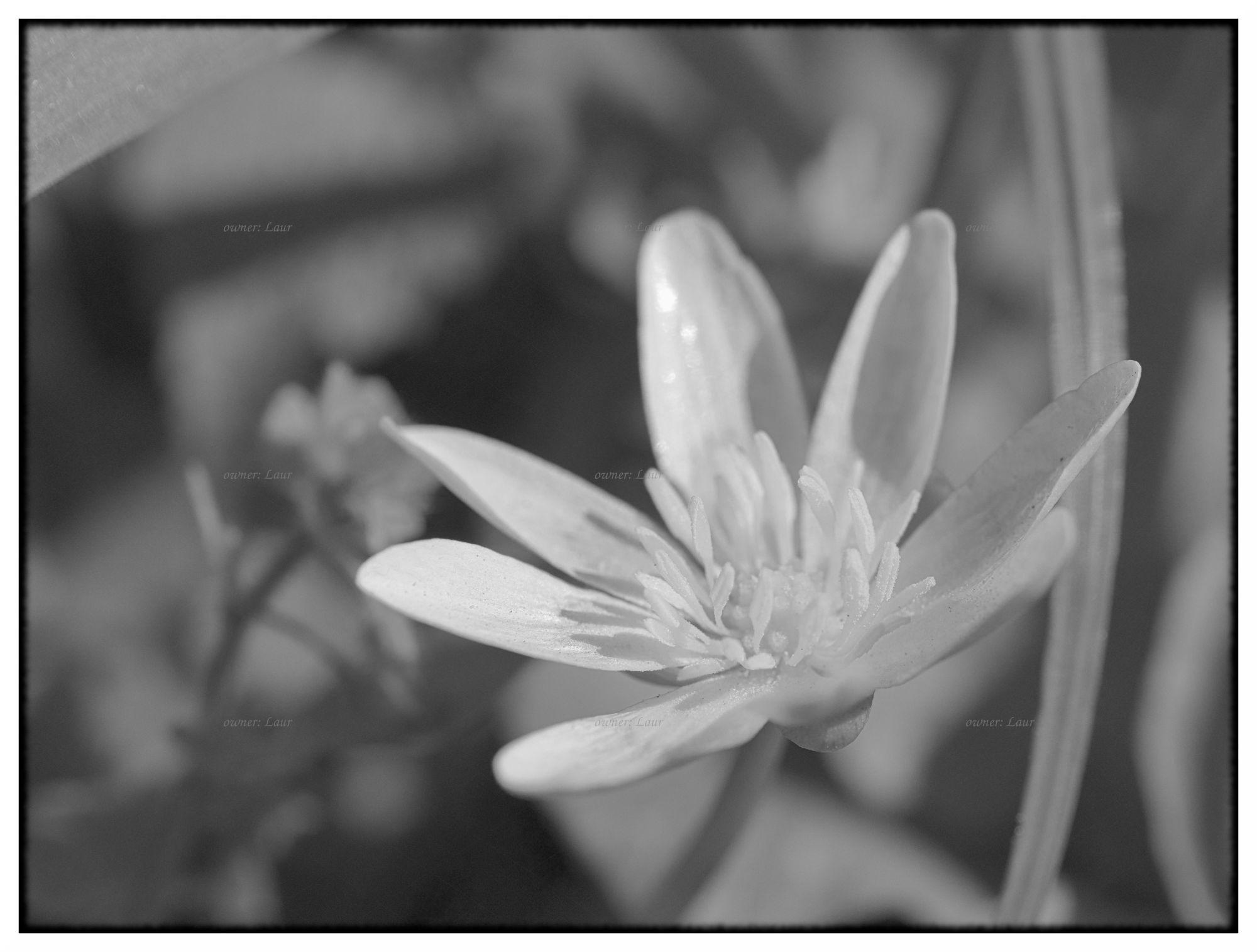 Flower, monochrome, photo