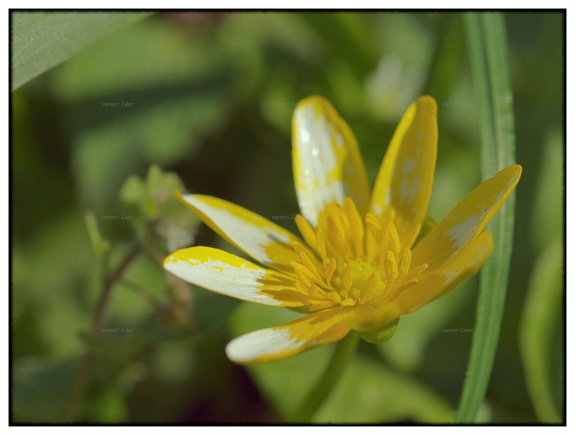 Flower, color, photo