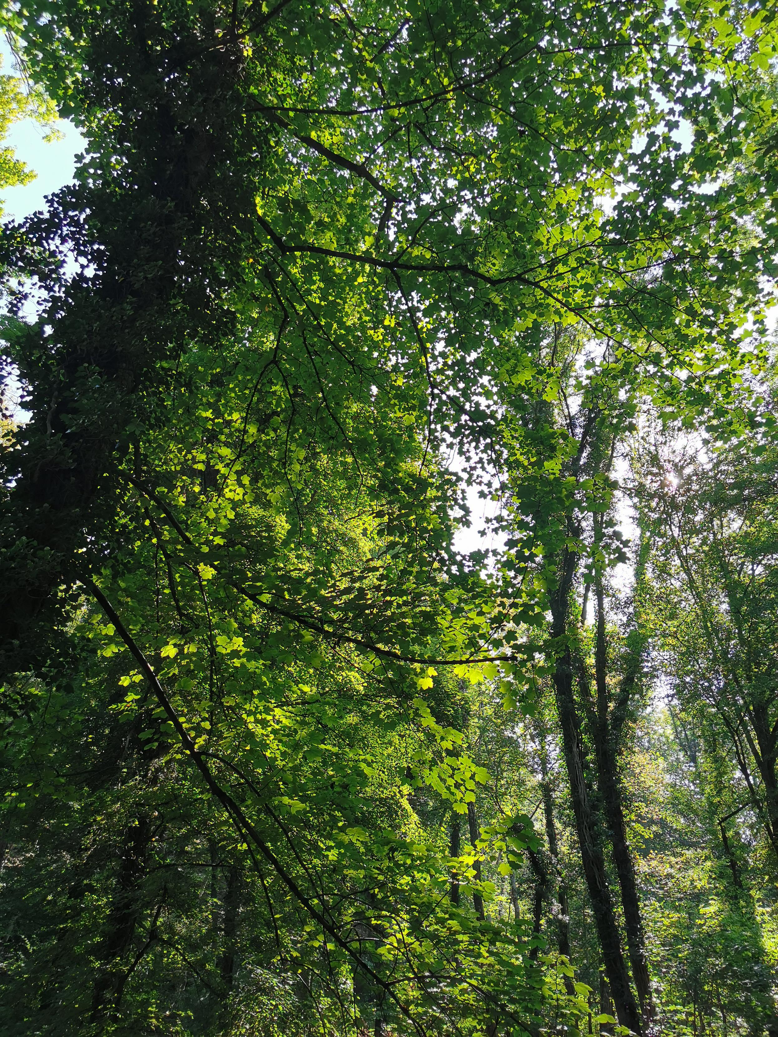 Vue sur les branches d'arbres éclairés par le soleil.