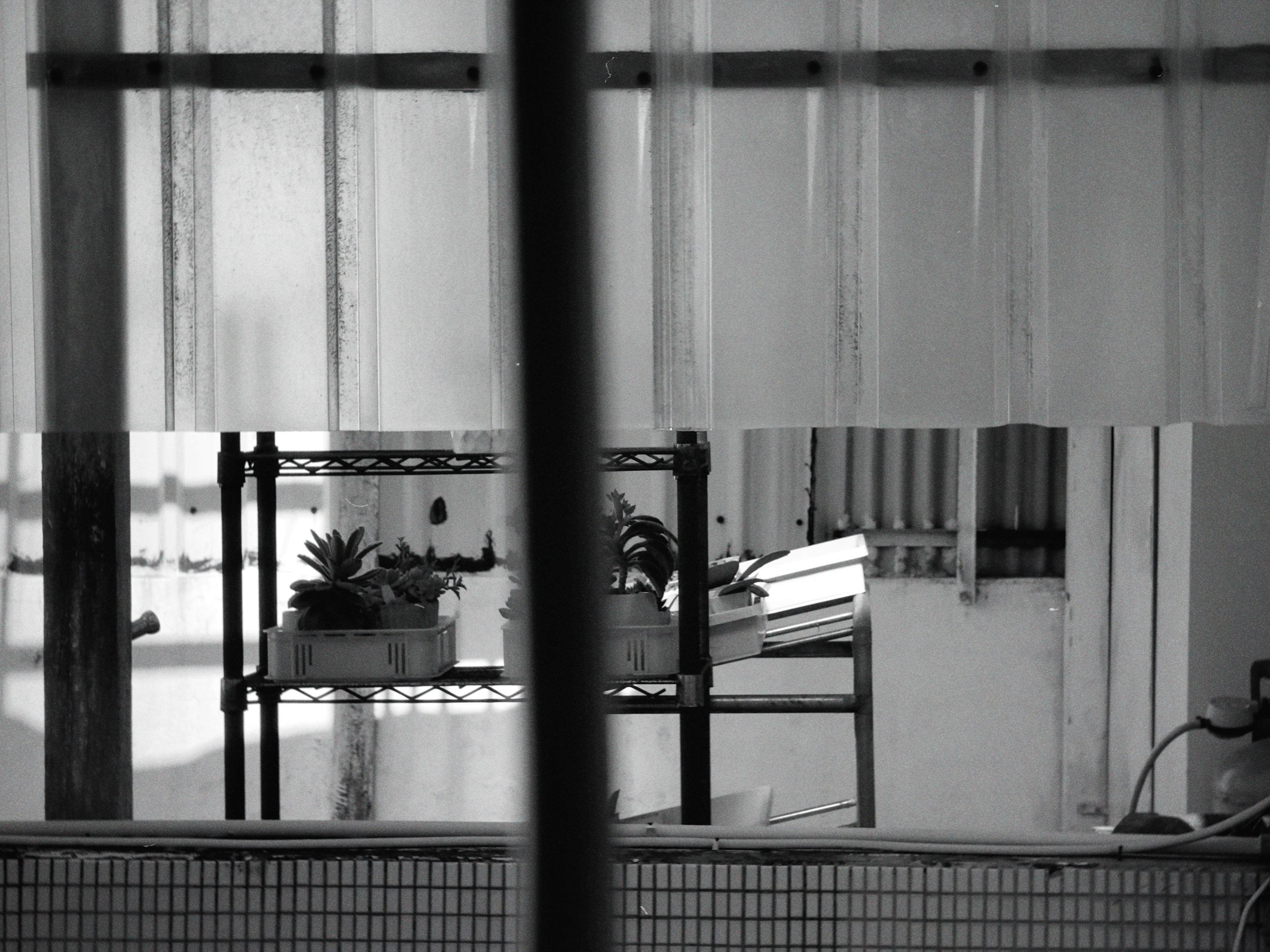 A black and white image showing a cluttered indoor space with pots of plants on a wire shelf, a table, and partially visible kitchen items.