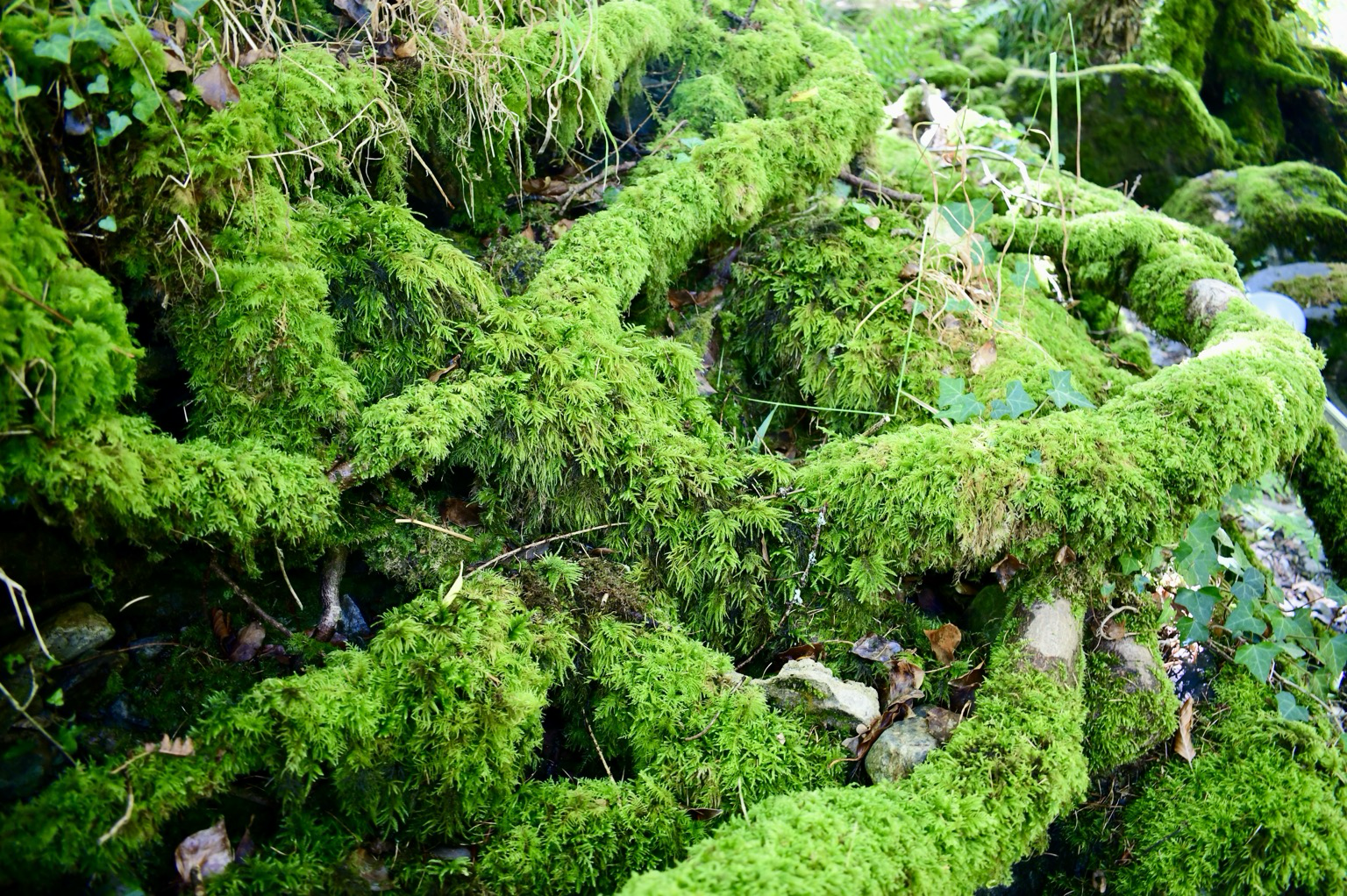 Mossy roots by a river