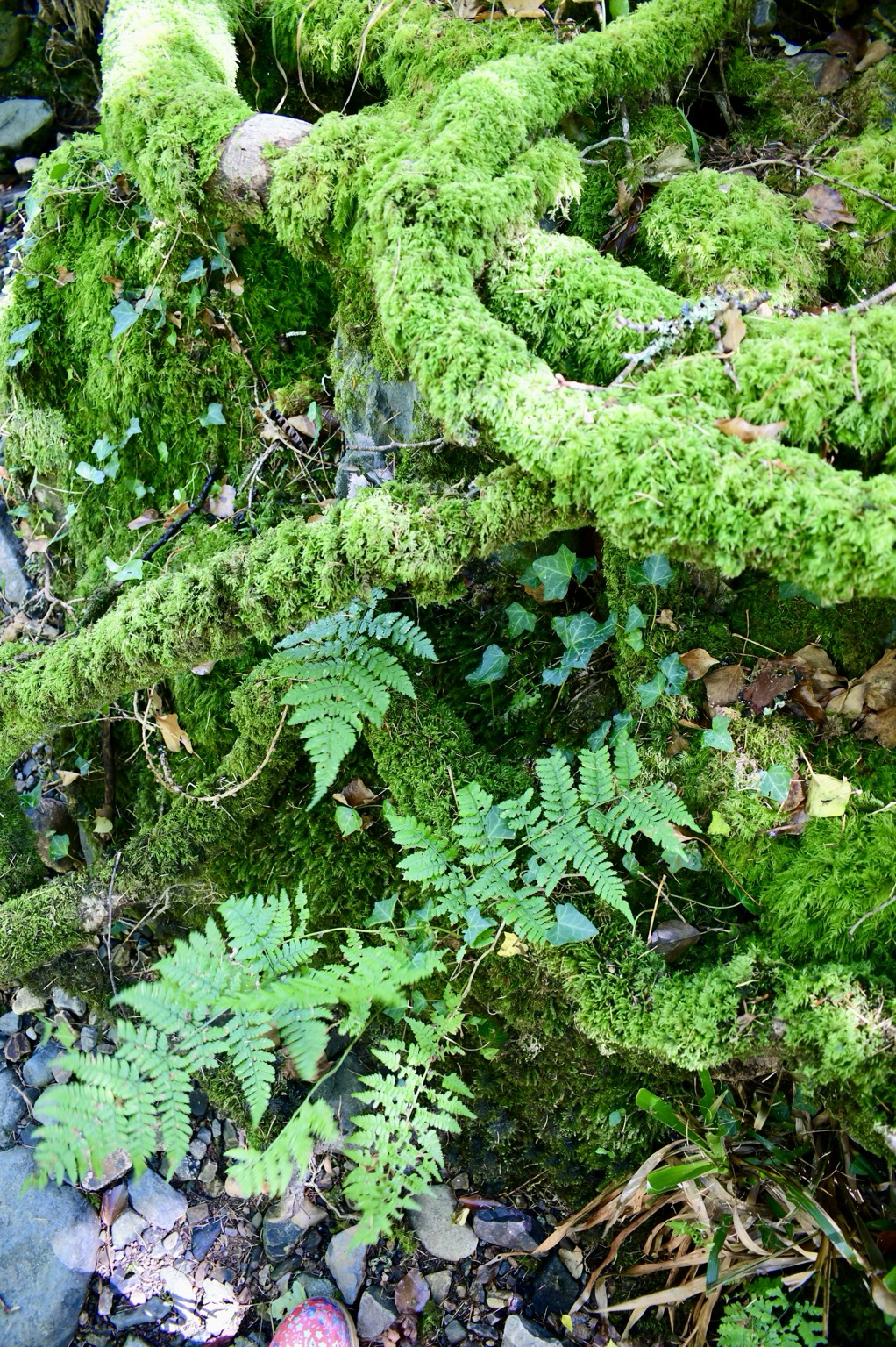Ferns and sycamore roots