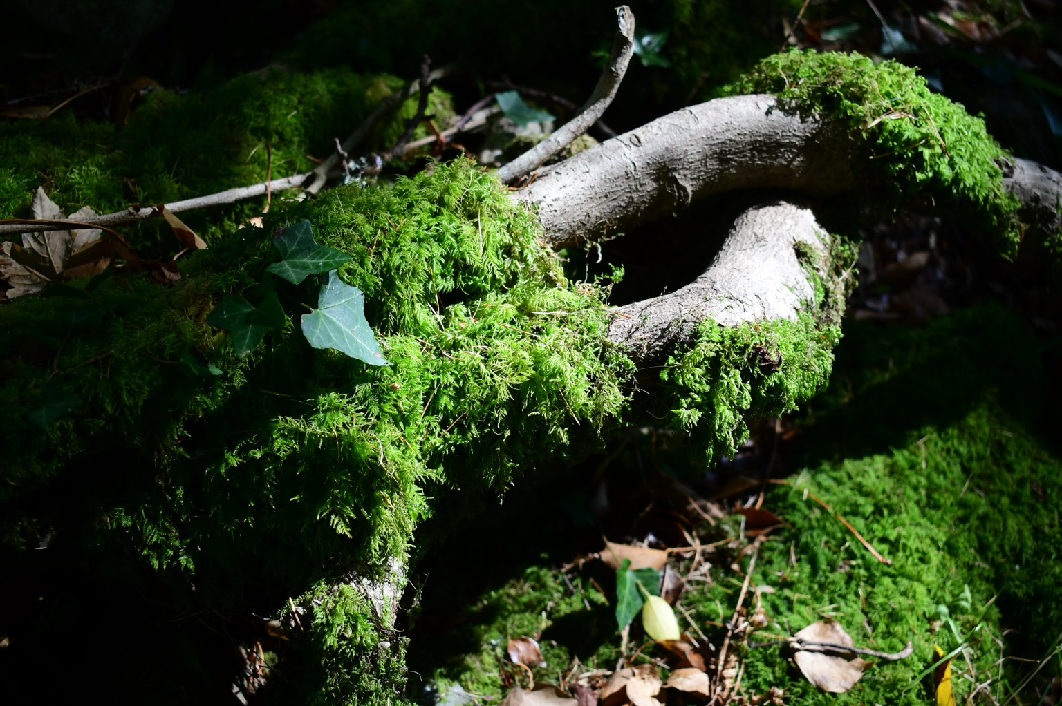 Ivy and sycamore roots