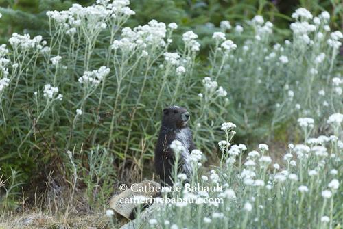 A dark brown marmot with white spots on its forehead and chest stands still in a lush patch of tall white flowers called pearly everlasting. The plants are taller than the marmot.