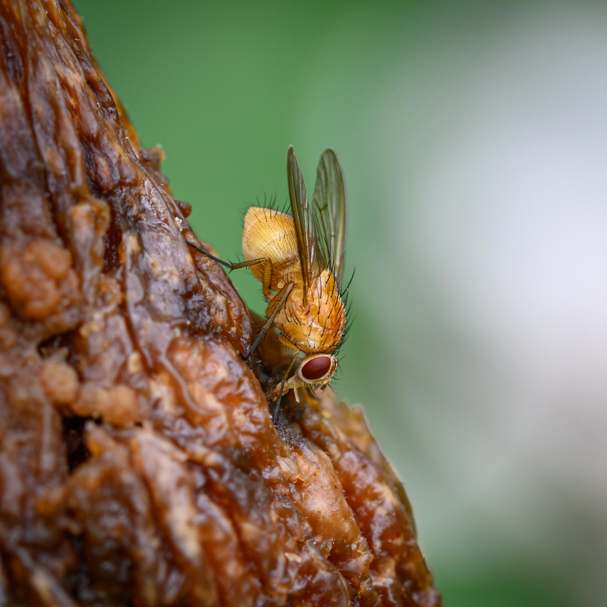 fly seen mostly side on, feeding from a brown decaying fig. The fly is a pale yellow, darkening to orange on the top of the thorax, and lighter towards the end of the fat abdomen. The fly has red compound eyes and is covered in a mix of fine black hairs and stronger black bristles. The legs are darker grey-orange, also with bristles, while the wings are clear grey. The fly's mouth is extended into the fig.