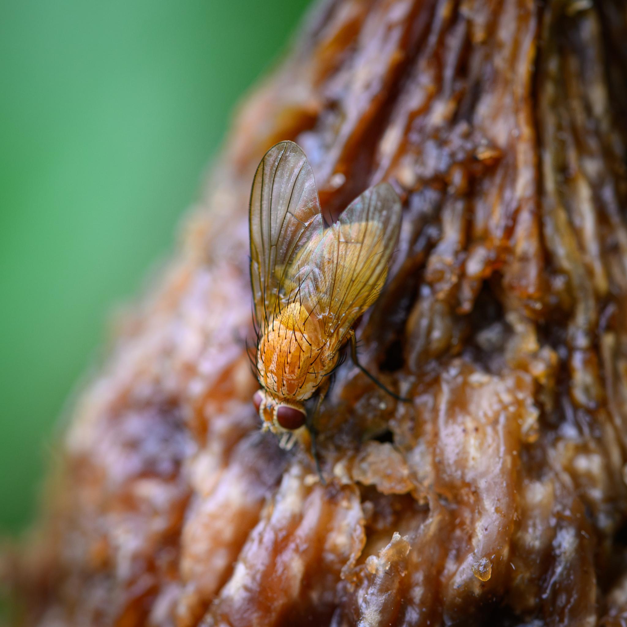 The same fly seen more from above, showing a pattern of interwoven orange and pale yellow stripes along the top of the thorax, and also showing the wing venation nicely on the left-hand wing. The compound eyes are well separated, marking this as a female.