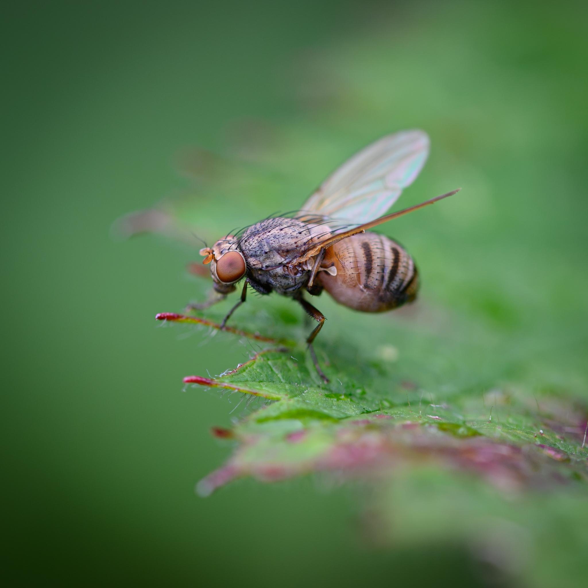 A medium-sized fly seen side on, sitting on a green leaf that has a red edge and red points. The fly has a brownish head with light mahogany antennae and brick red compound eyes, with a diffuse black spot in the centre. The latter are widely separated by a light brown section with several pairs of strong black bristles. The thorax is a mix of grey and light brown, again with many black bristles. The abdomen is fat and much lighter, with a series of dark brown lateral stripes on top. The underside is lighter again. The legs are dark brown, and the wings look to be grey clear with some iridescence. The fly is cleaning its wings with its hind legs.