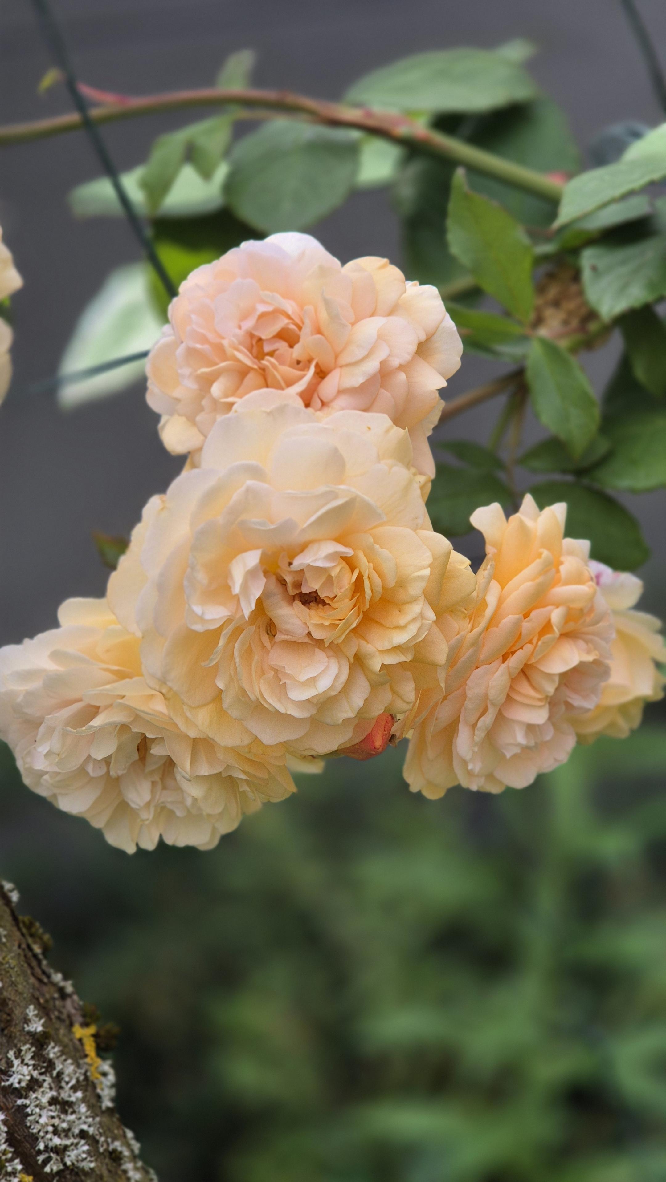 Nahaufnahme von vier apricotfarbenen Blüten der Rose " Penelope" am Busch vor verschwommenem Hintergrund. /
A close-up of four apricot-coloured blooms of the ‘Penelope’ rose on the bush against a blurred background.