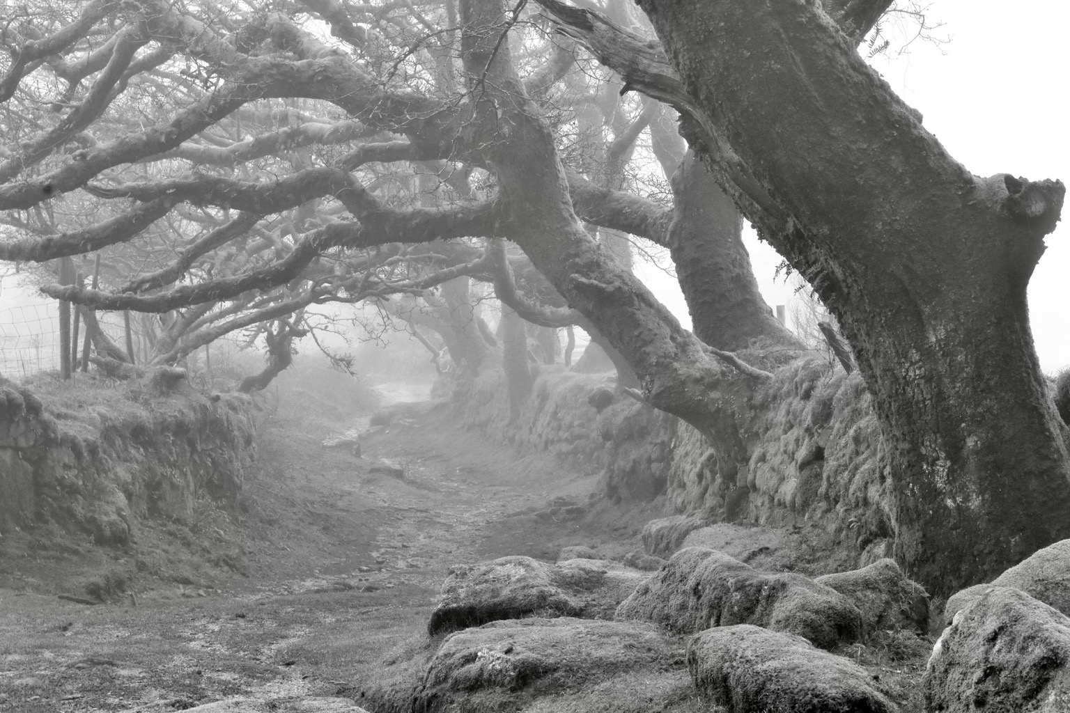 A row of oaks in mist in a black and white photo.