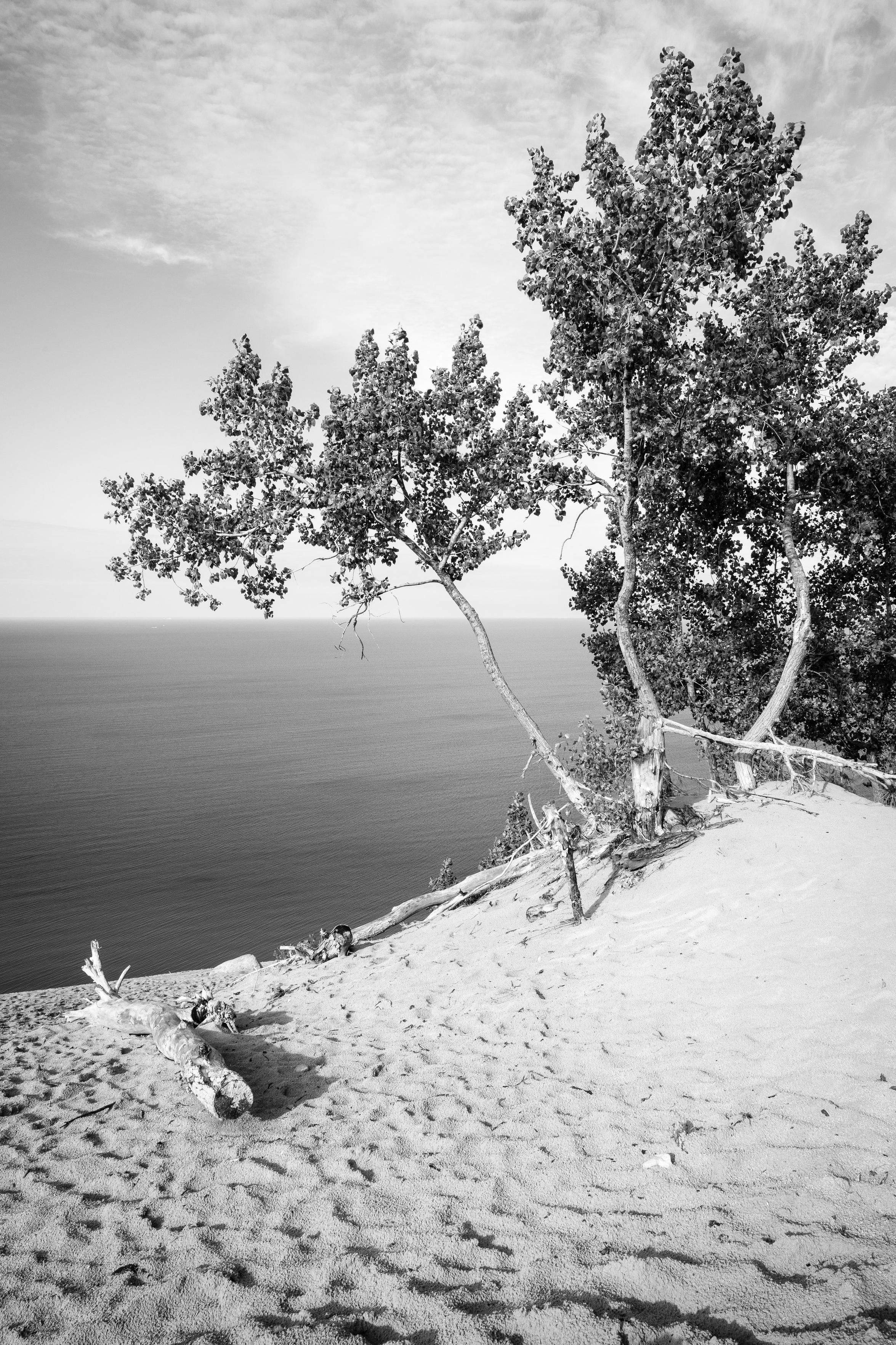 A tree in the sand at the Lake Michigan Overlook at Sleeping Bear Dunes National Lakeshore, with Lake Michigan in the background.