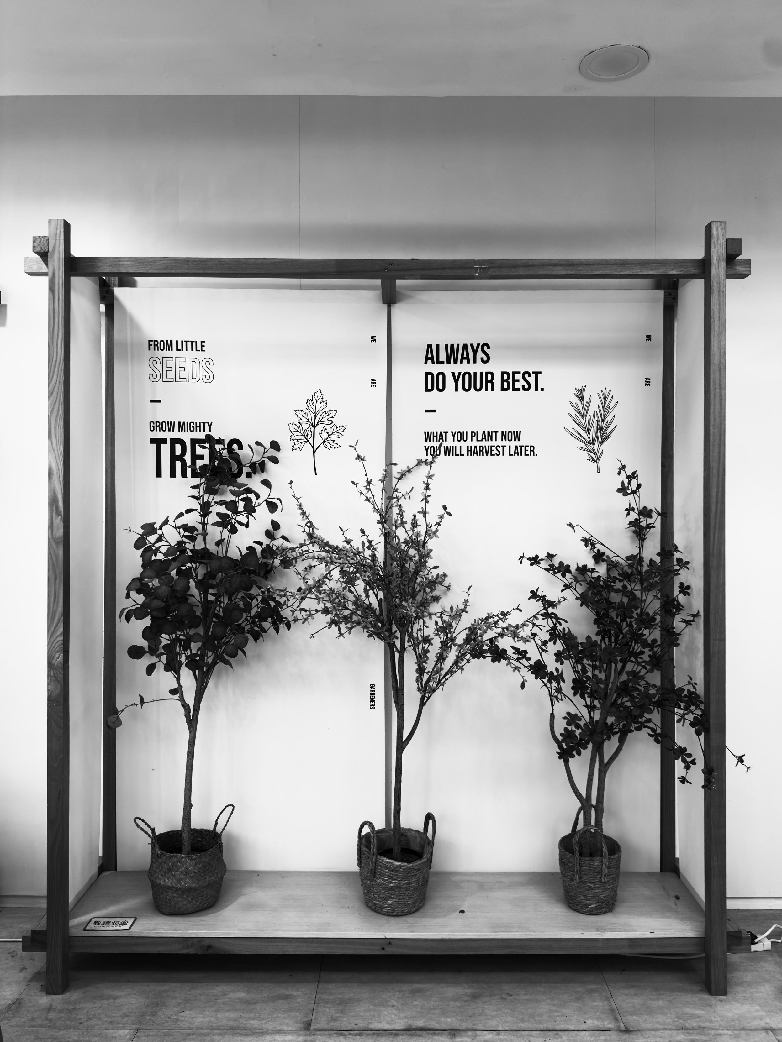 Three potted plants on a wooden shelf with a motivational quote on the wall behind them.